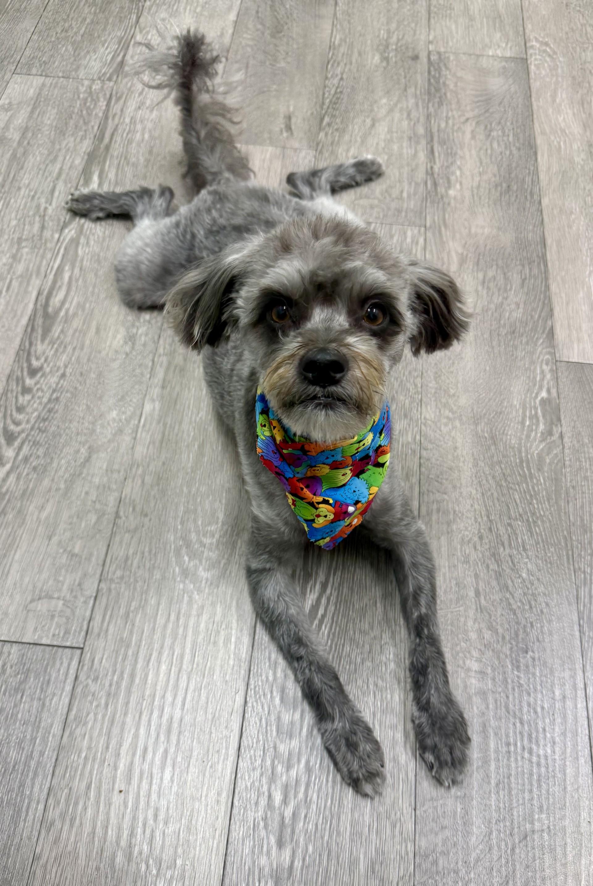 Rex 3, a Adoptable mixed breed in Los Alamitos, CA image 2/6