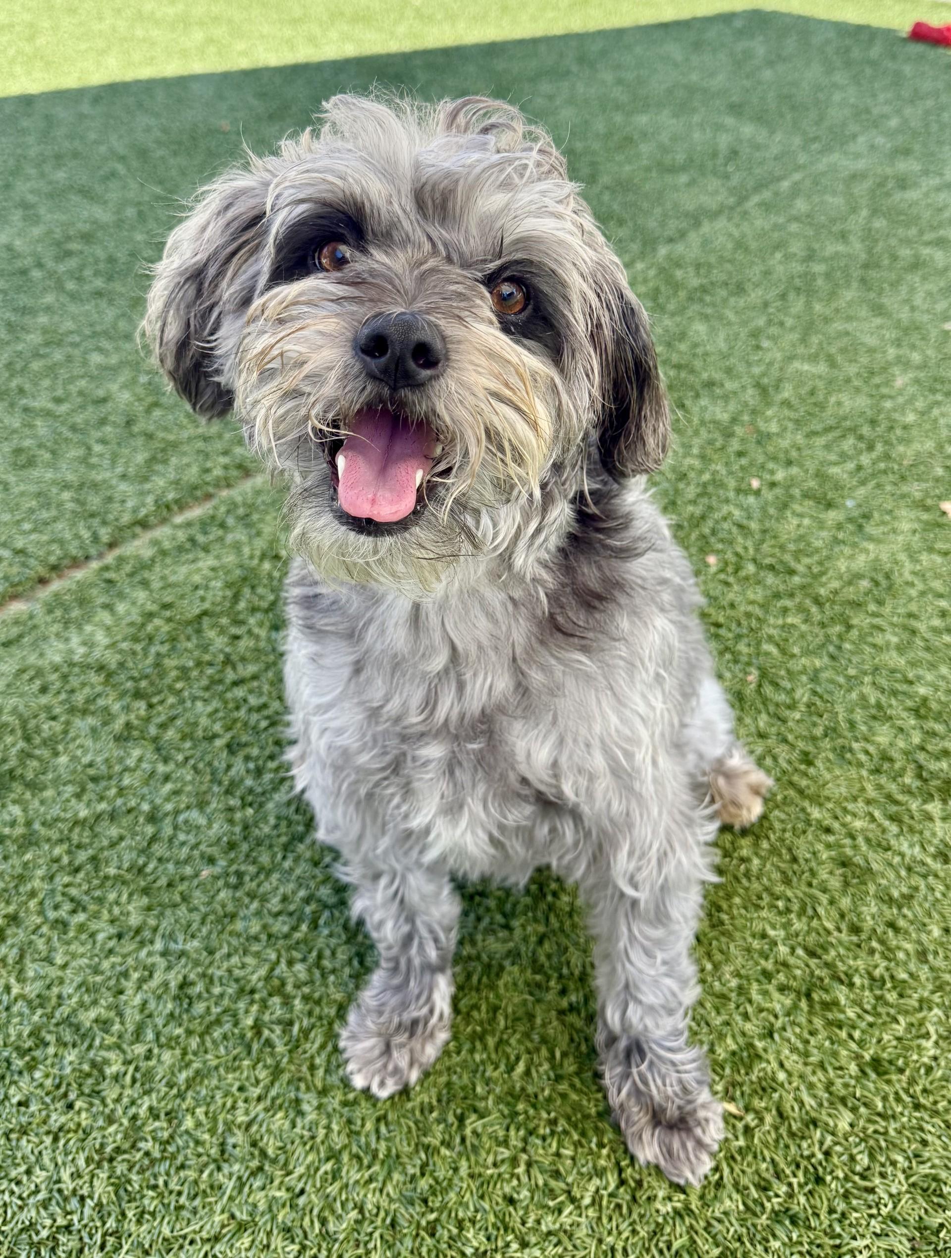 Rex 3, Adoptable, Adult Male Shih Tzu & Miniature Poodle.