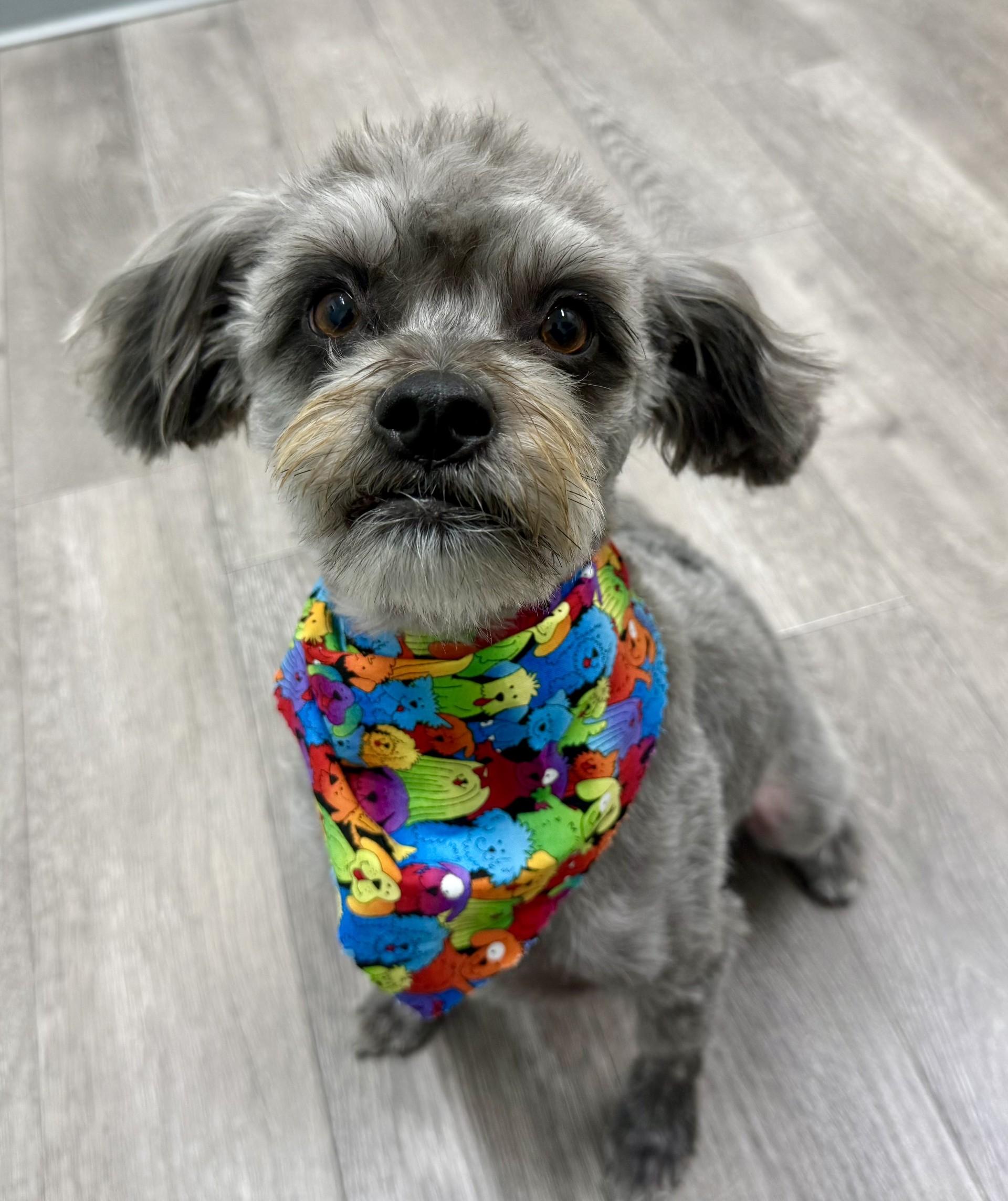 Rex 3, a Adoptable mixed breed in Los Alamitos, CA image 1/6