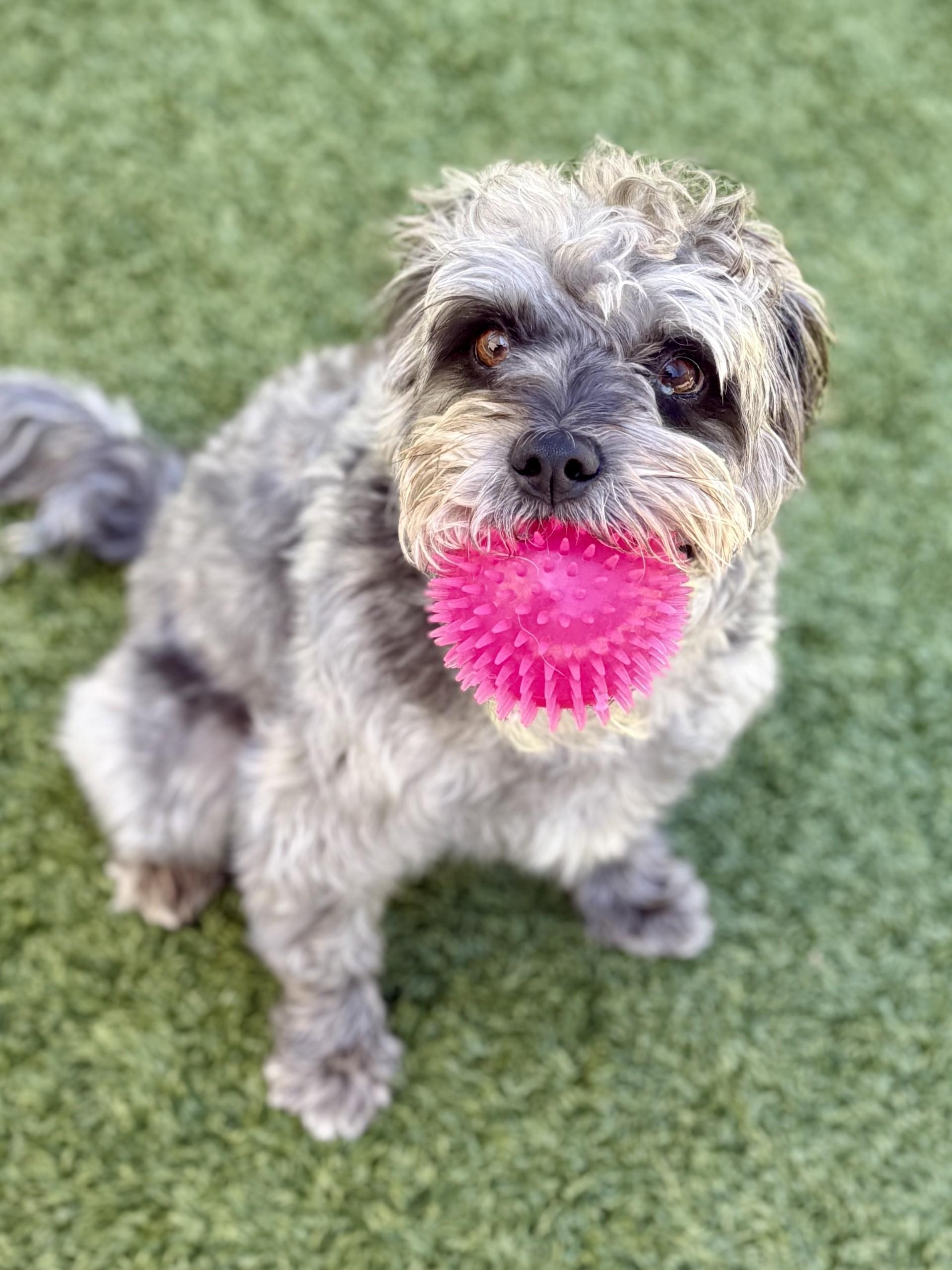 Rex 3, a Adoptable mixed breed in Los Alamitos, CA image 3/6