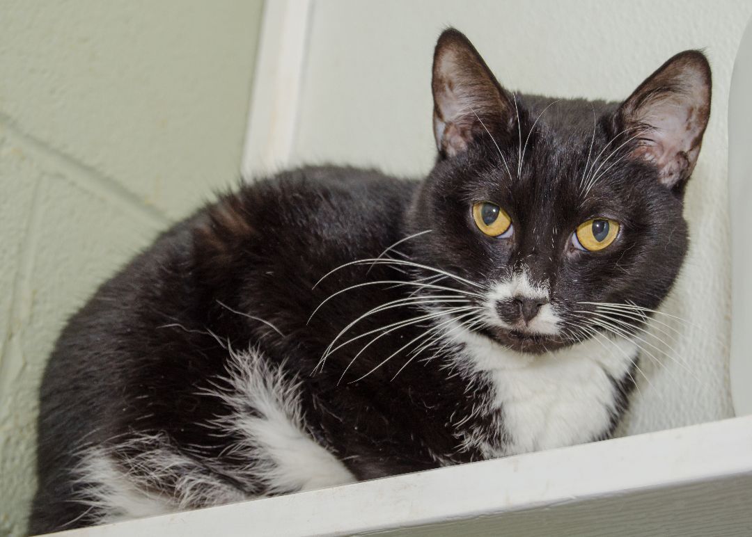 Solo, a Adoptable Domestic Short Hair in Myrtle Beach, SC image 1/2