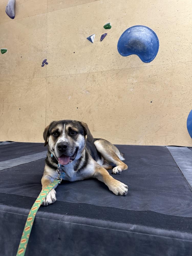 Enlarge LUKA, a Adoptable mixed breed in Broomfield, CO image 1/5