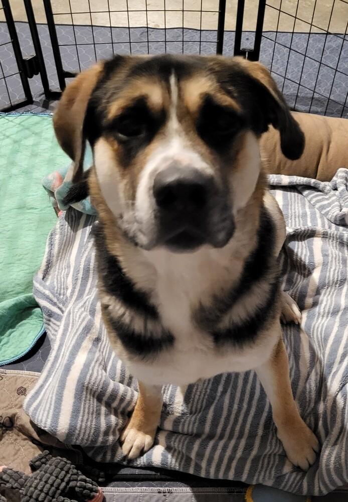 Enlarge LUKA, a Adoptable mixed breed in Broomfield, CO image 2/5