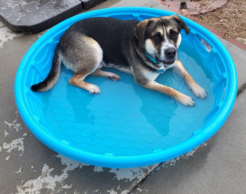 Enlarge LUKA, a Adoptable mixed breed in Broomfield, CO image 3/6