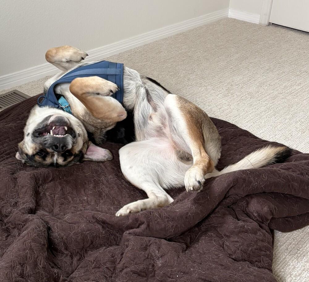 Enlarge LUKA, a Adoptable mixed breed in Broomfield, CO image 3/5