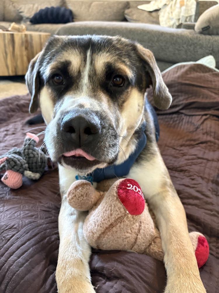 Enlarge LUKA, a Adoptable mixed breed in Broomfield, CO image 4/5