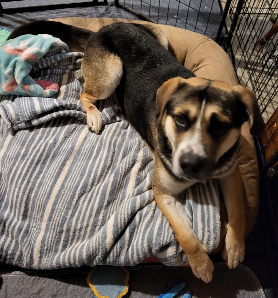 Enlarge LUKA, a Adoptable mixed breed in Broomfield, CO image 5/5