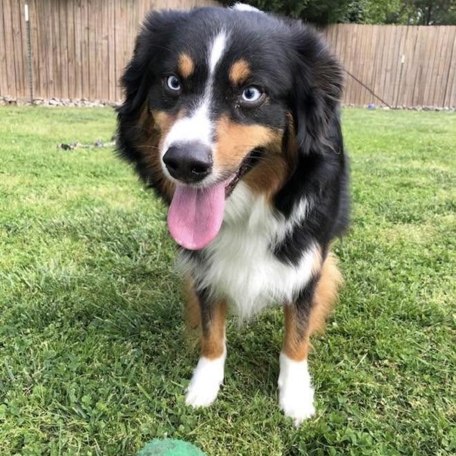 Bear, a Adoptable Australian Shepherd in High Point, NC image 2/3