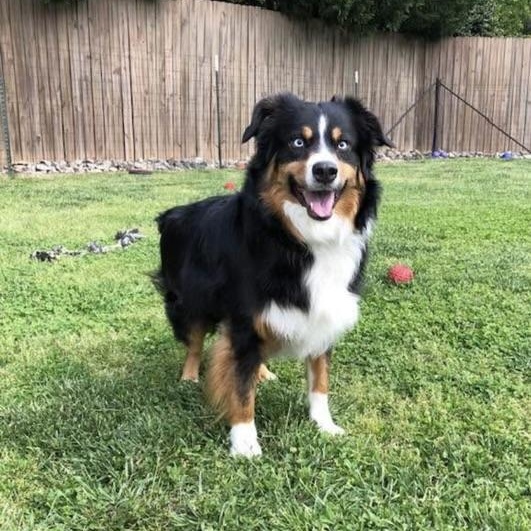 Bear, a Adoptable Australian Shepherd in High Point, NC image 1/3