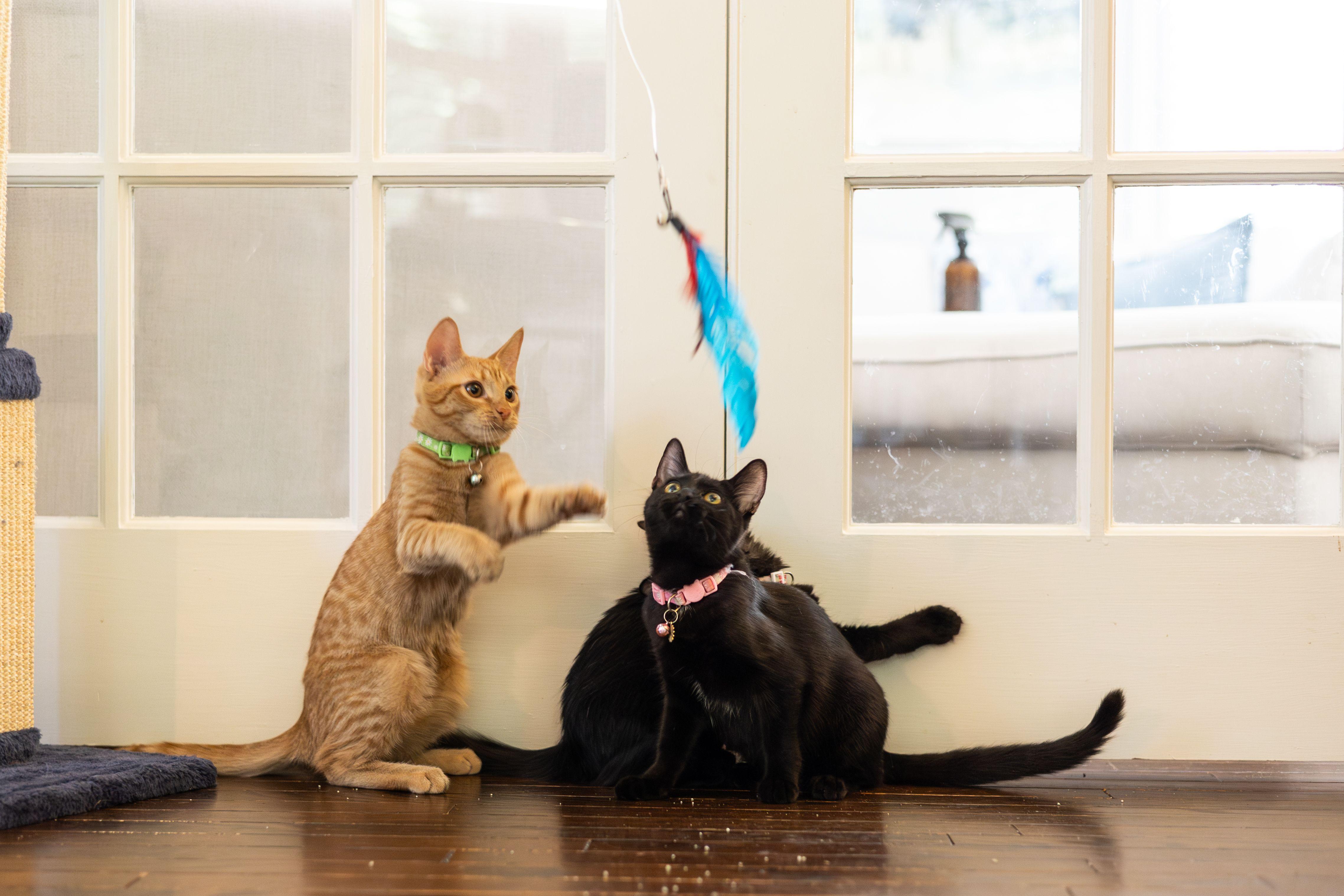 Hobbes, Adoptable, Young Male Domestic Short Hair.