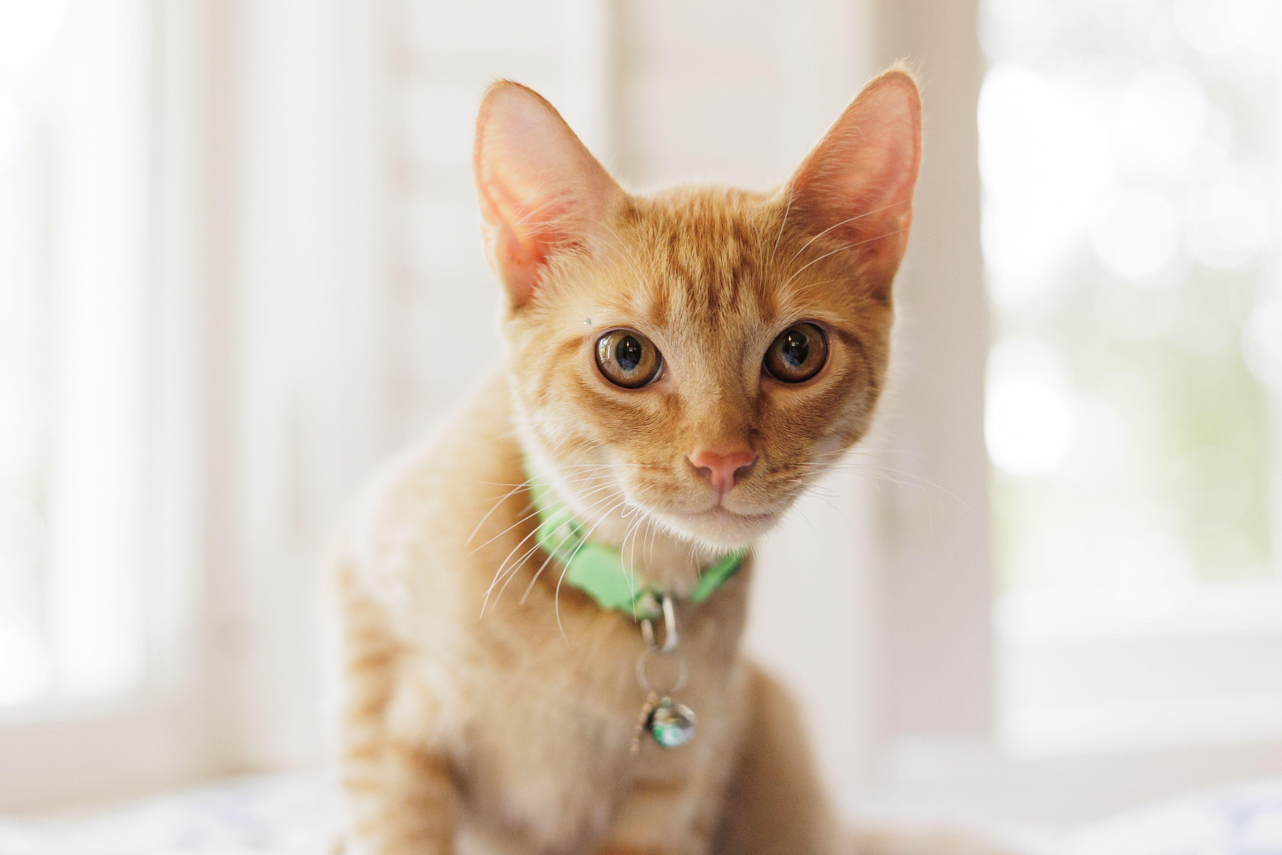 Enlarge Hobbes, a Adoptable Domestic Short Hair in Avondale Estates, GA image 4/6