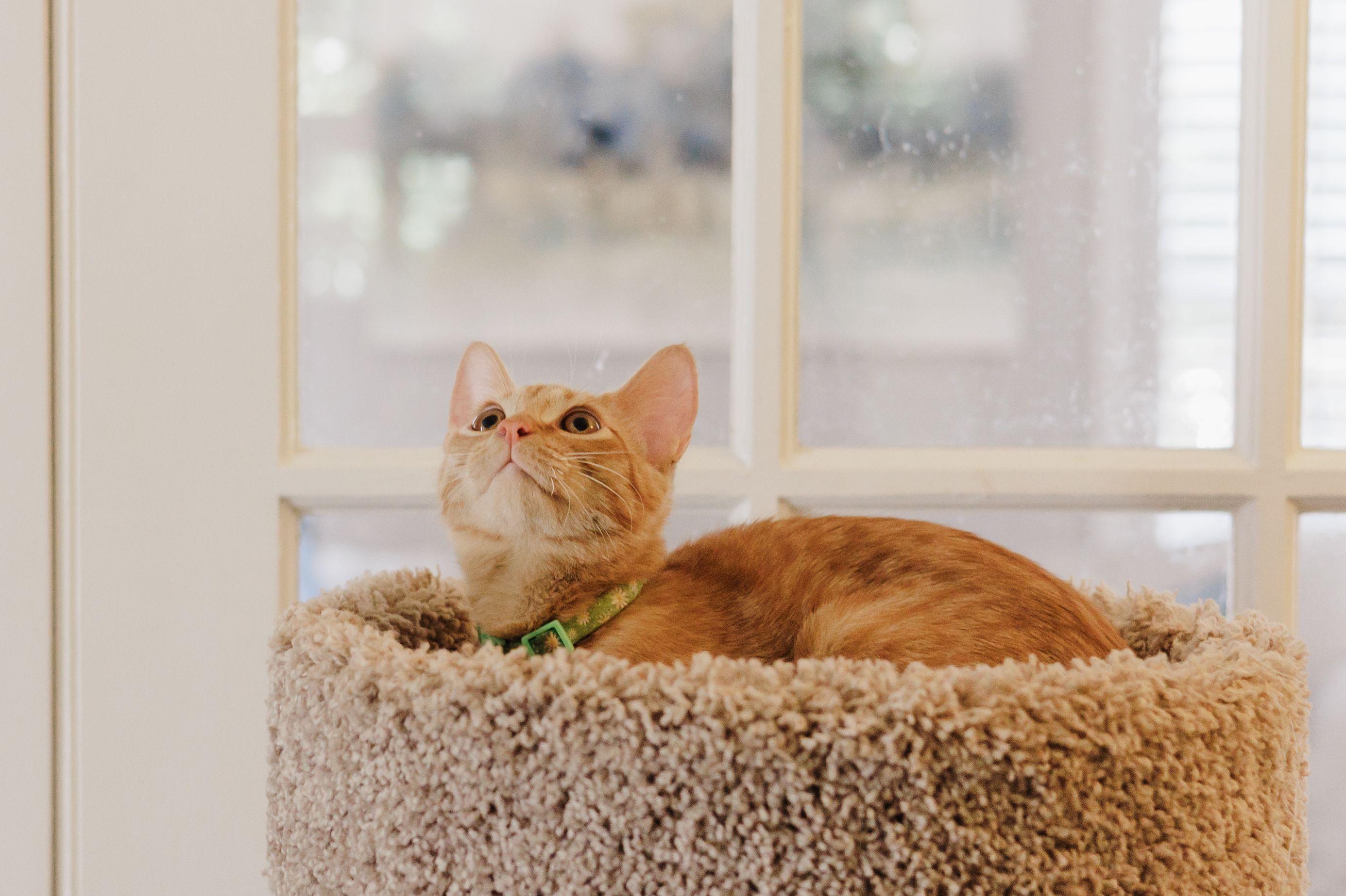 Enlarge Hobbes, a Adoptable Domestic Short Hair in Avondale Estates, GA image 3/6