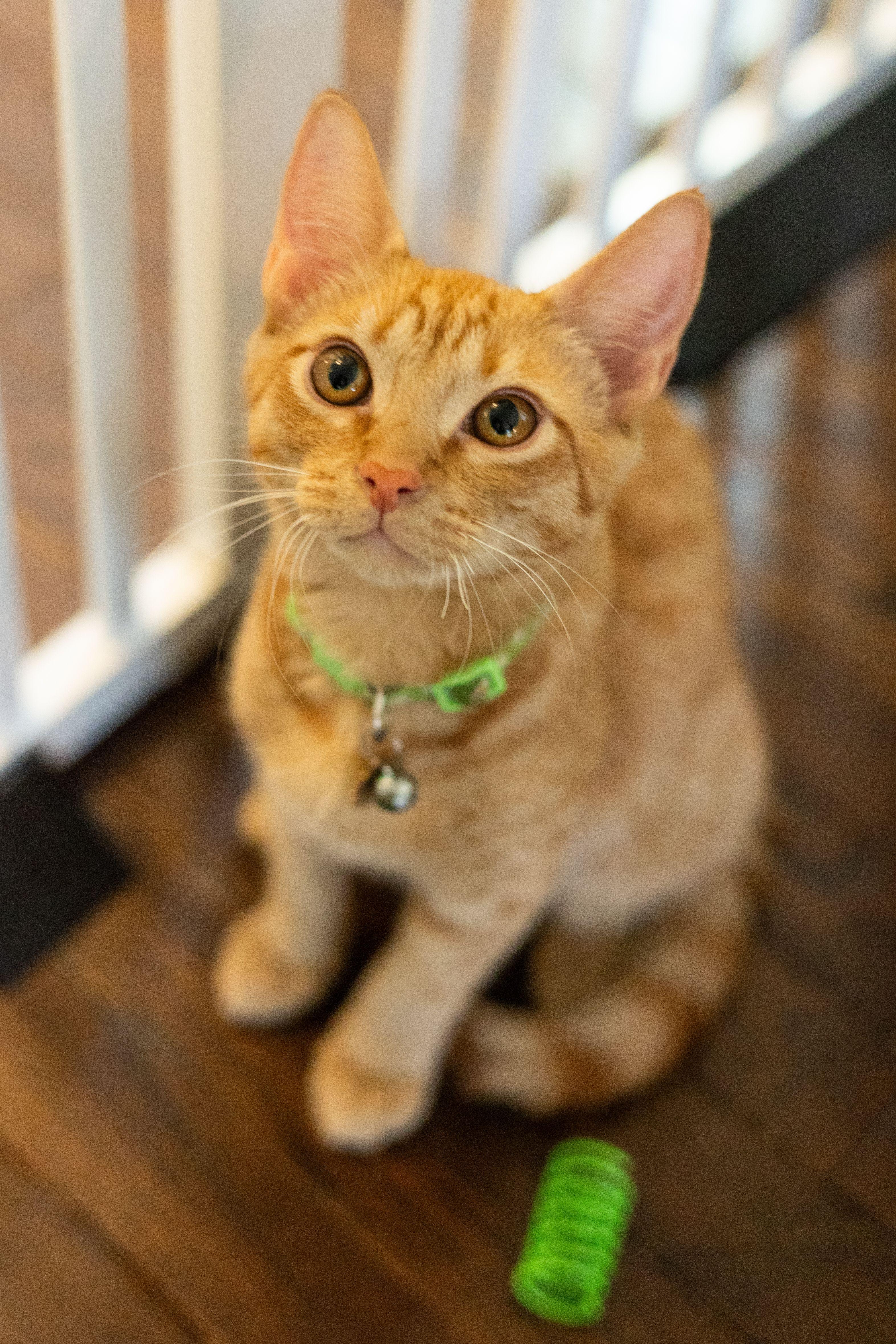 Enlarge Hobbes, a Adoptable Domestic Short Hair in Avondale Estates, GA image 5/6