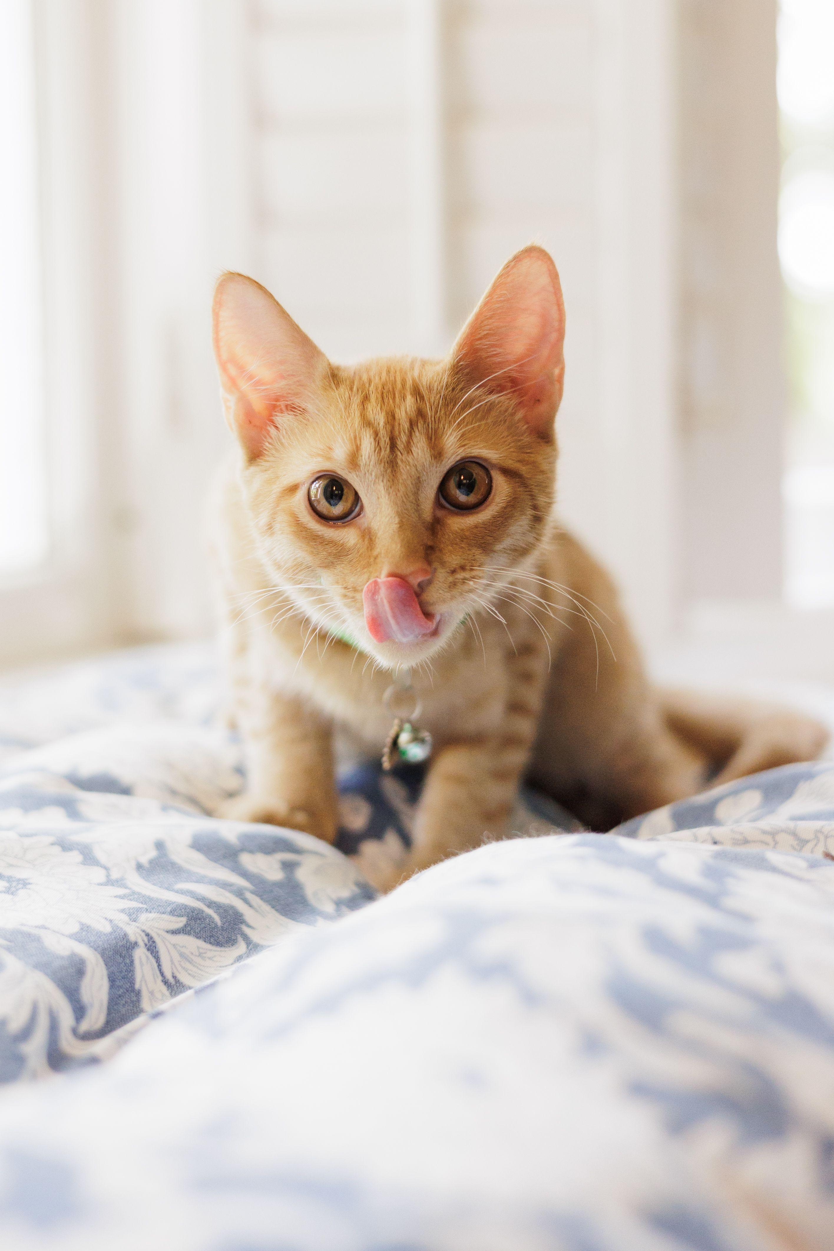 Hobbes, Adoptable, Young Male Domestic Short Hair.