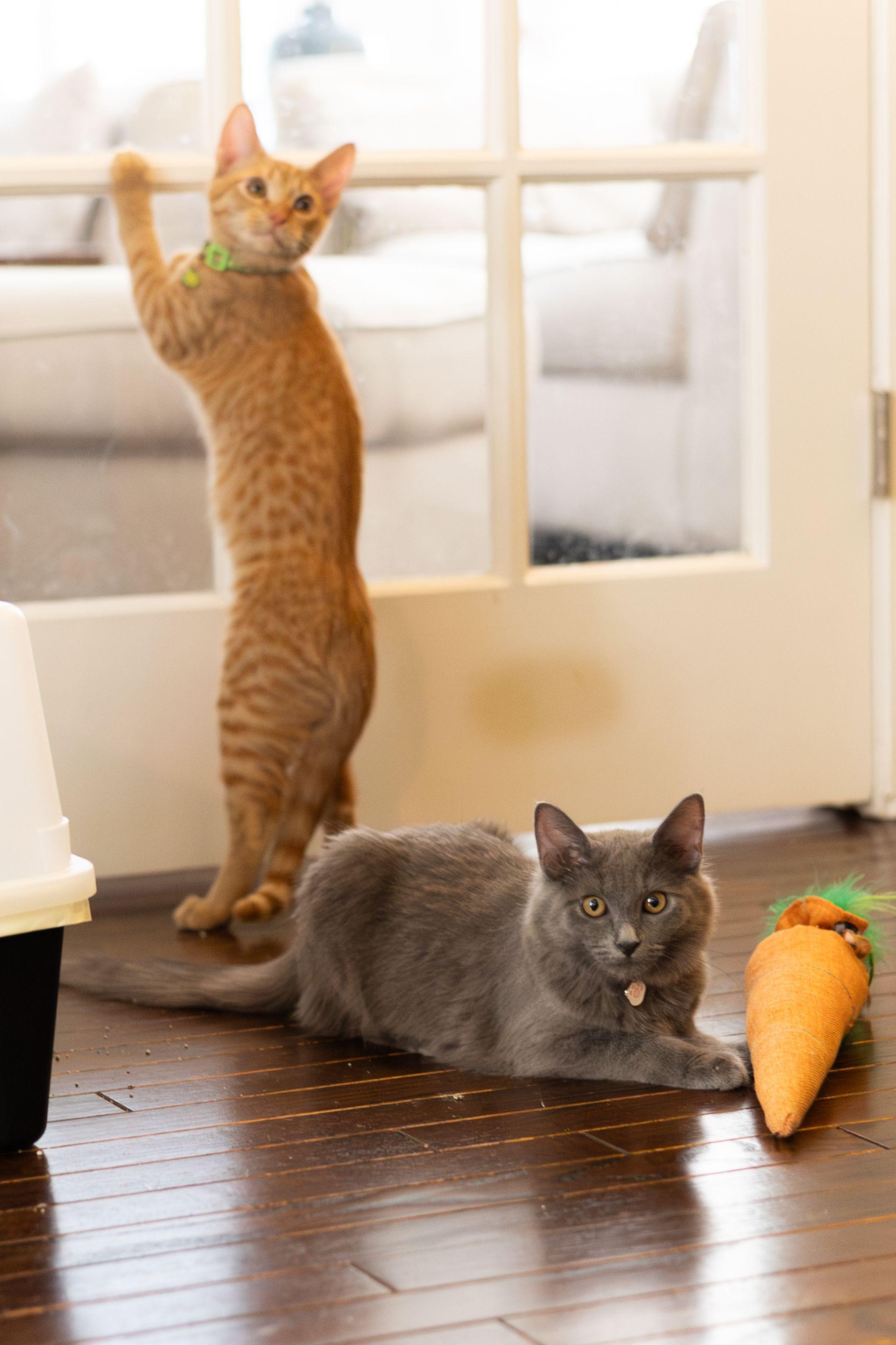 Enlarge Hobbes, a Adoptable Domestic Short Hair in Avondale Estates, GA image 6/6