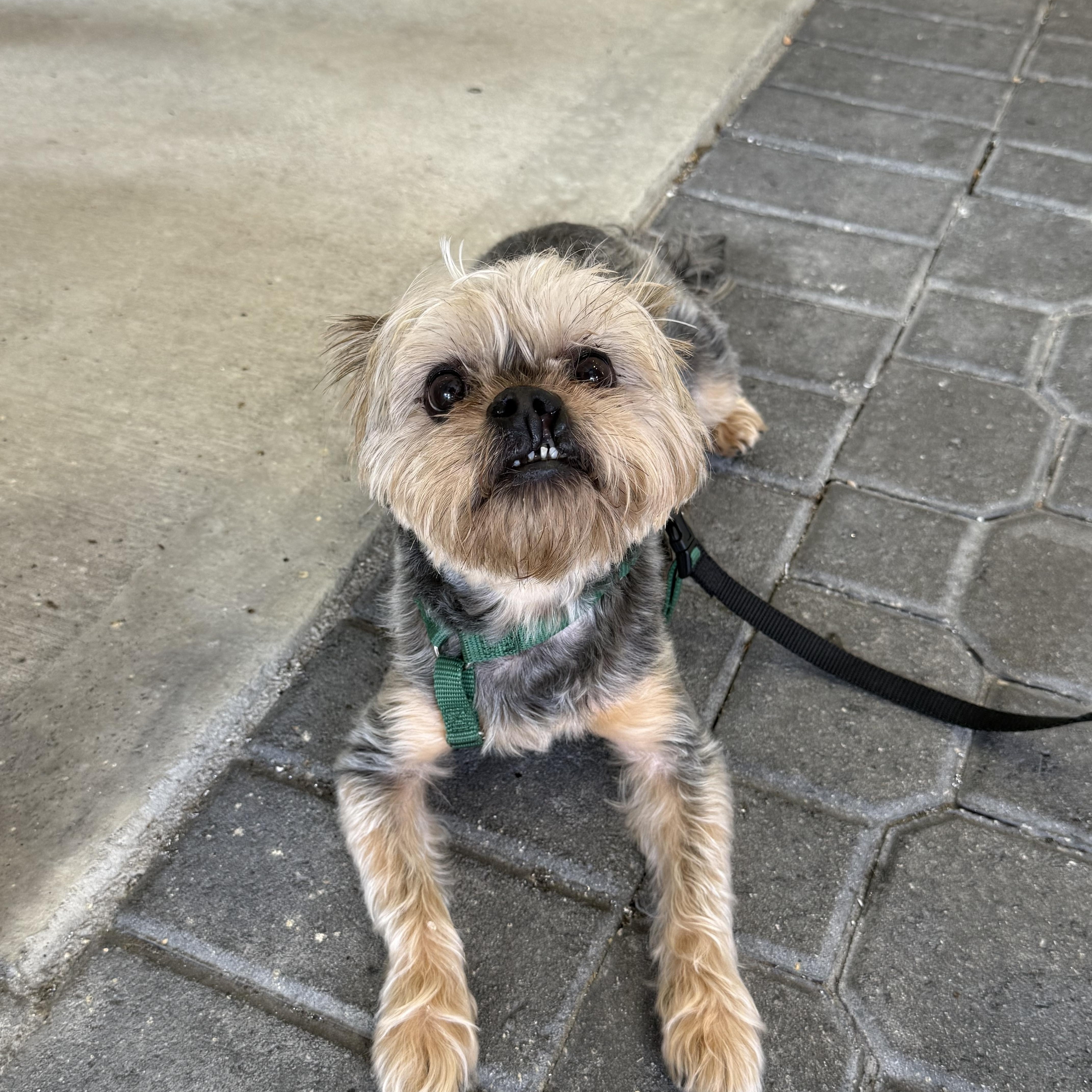 Wookie, Adoptable, Senior Male Yorkshire Terrier & Brussels Griffon.