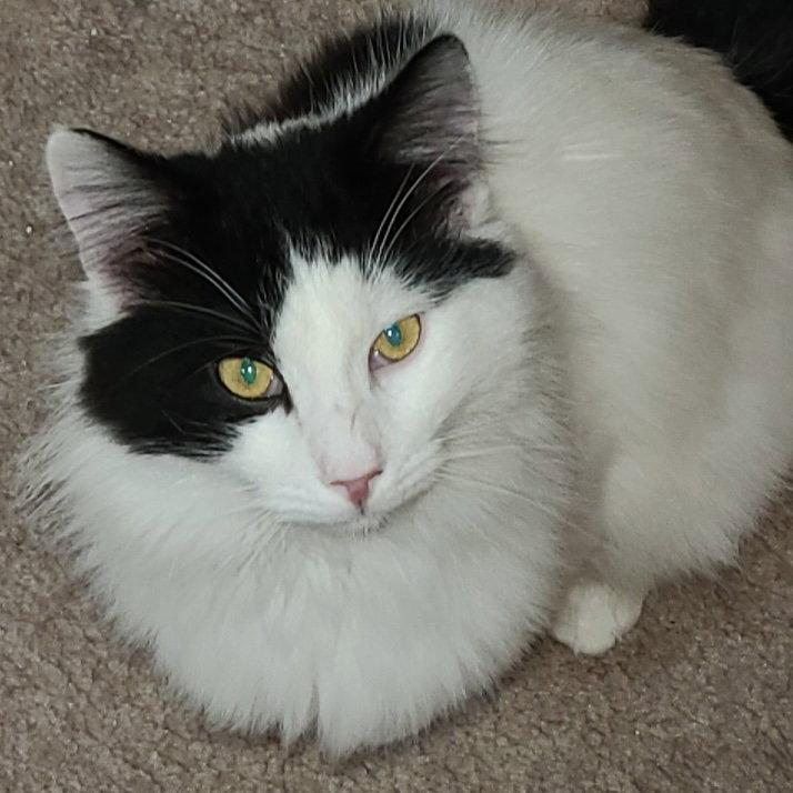 Enlarge Floof, a Adopted Domestic Long Hair in Castro Valley, CA image 1/2