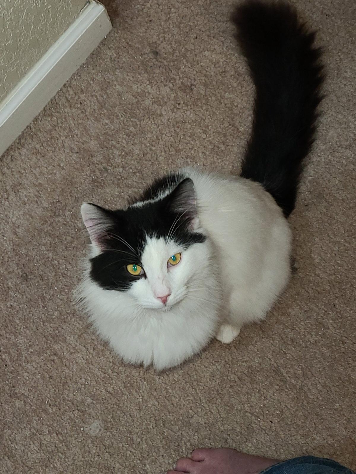 Enlarge Floof, a Adopted Domestic Long Hair in Castro Valley, CA image 2/2