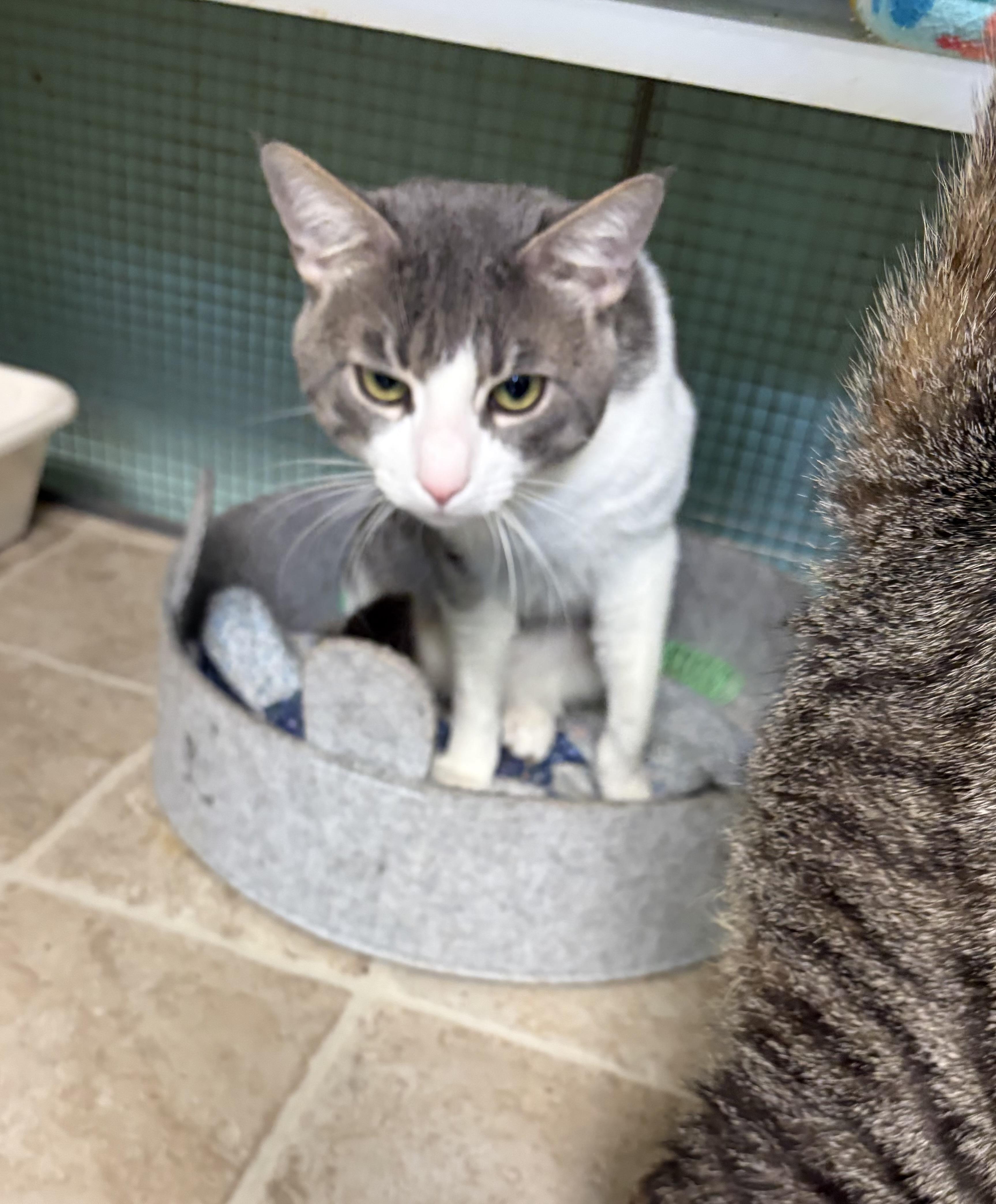 Victor and Milton (bonded brothers), a Adoptable Domestic Short Hair in DeWitt, NY image 3/3