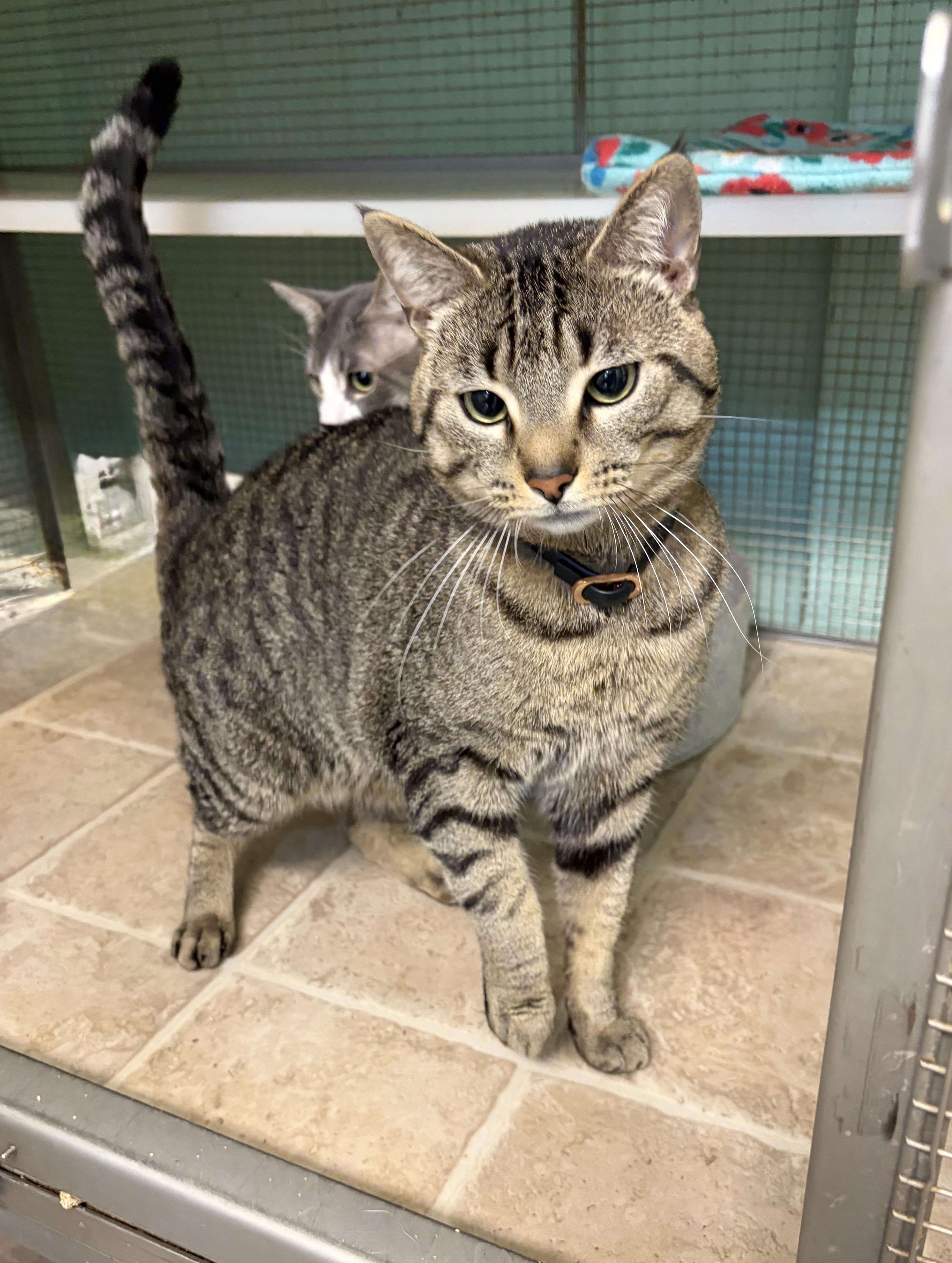 Victor and Milton (bonded brothers), a Adoptable Domestic Short Hair in DeWitt, NY image 2/3