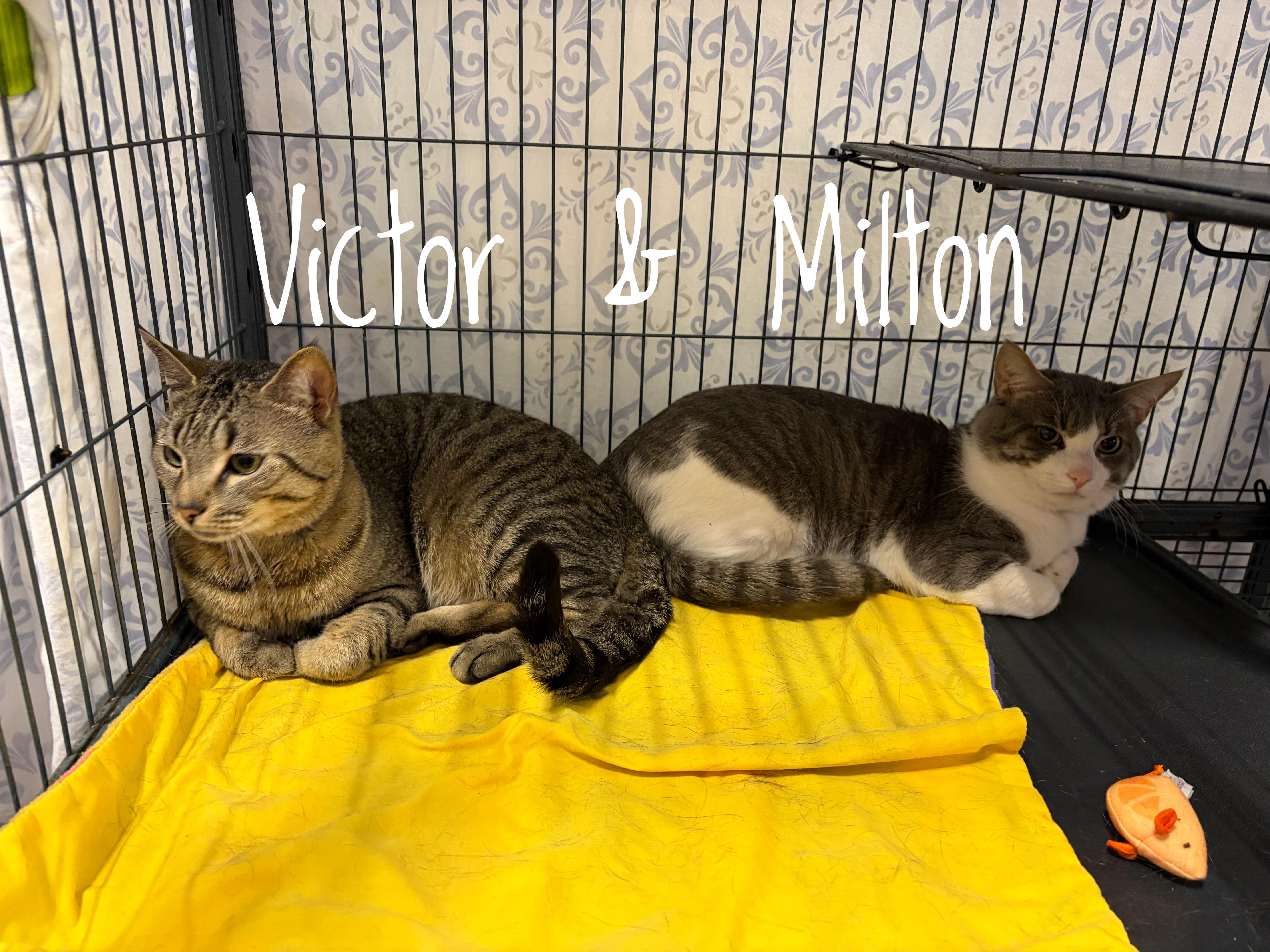 Victor and Milton (bonded brothers), a Adoptable Domestic Short Hair in DeWitt, NY image 1/3