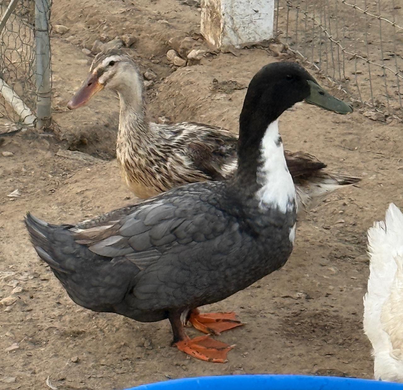 Bill, Adoptable, Adult Male Duck.