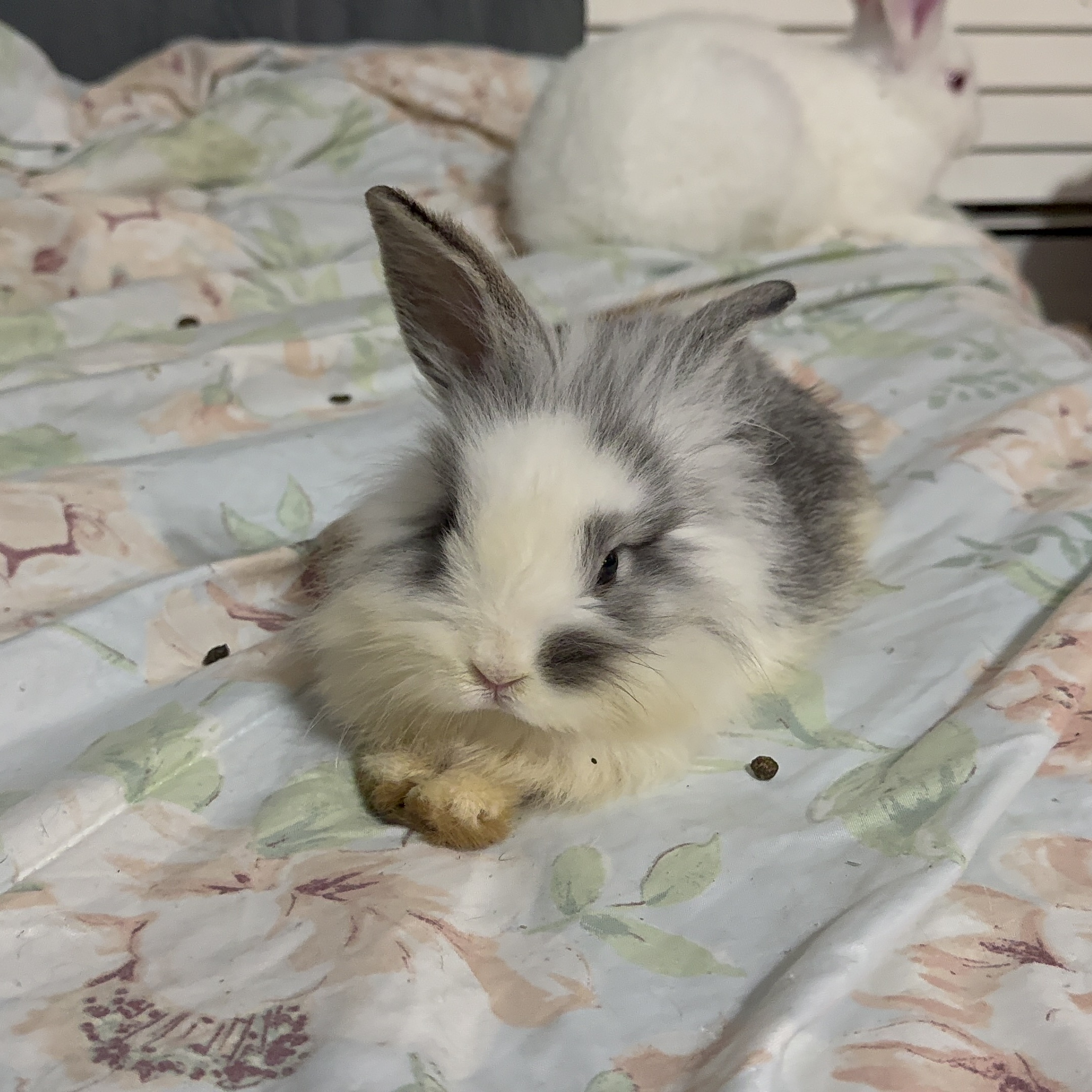 Enlarge Dutton, a Adopted Lionhead in North Little Rock, AR image 1/2