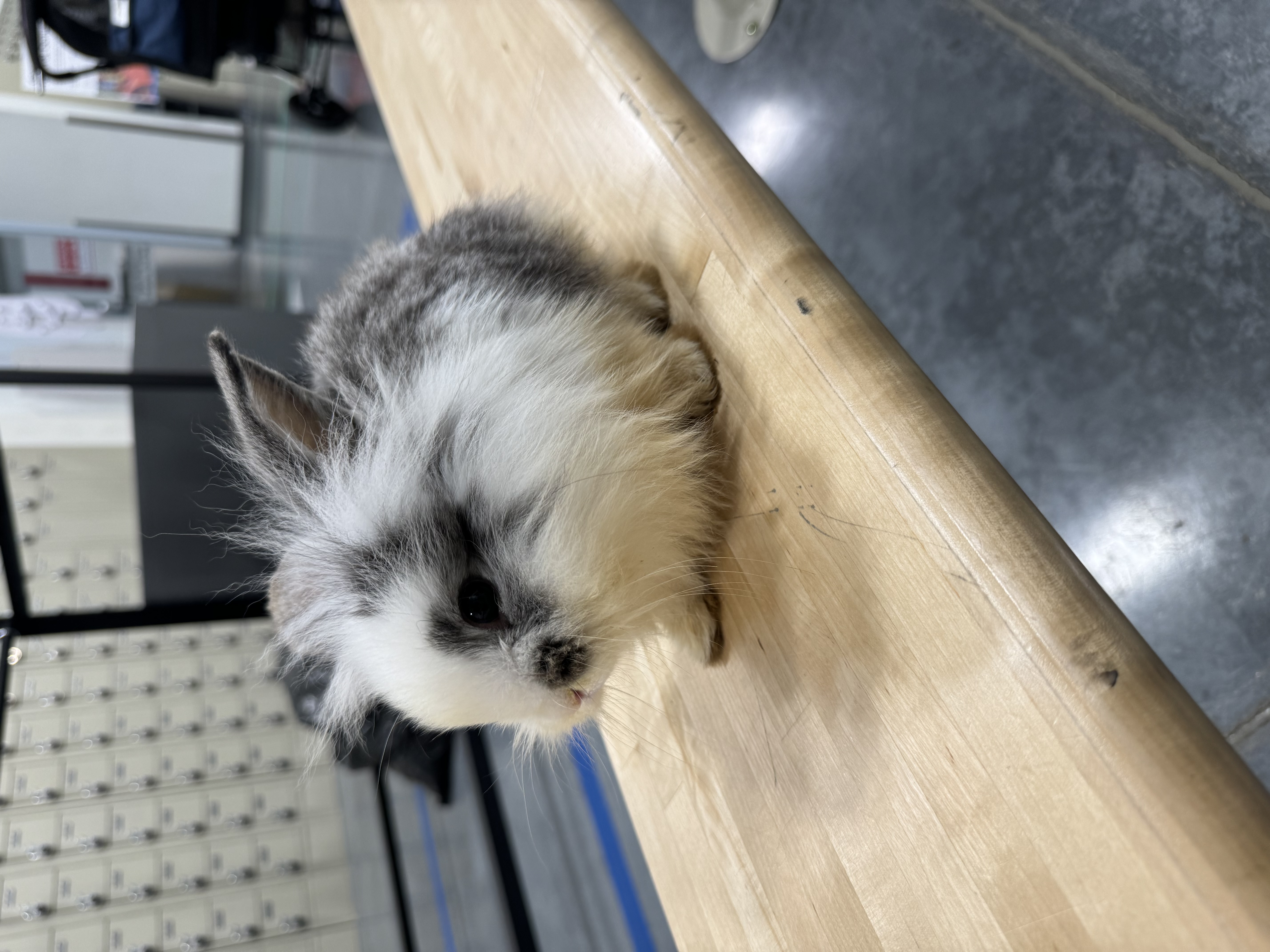 Enlarge Dutton, a Adopted Lionhead in North Little Rock, AR image 2/2