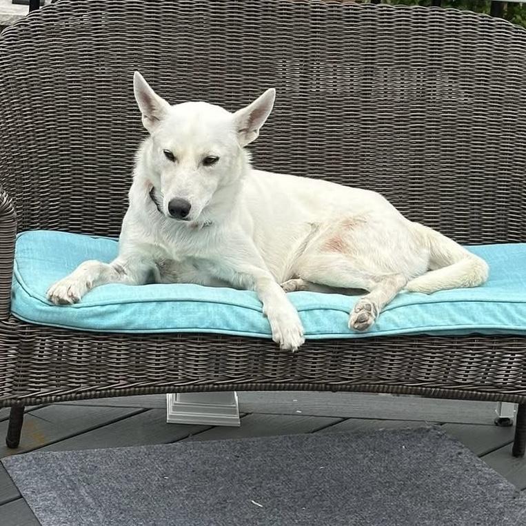 Enlarge Bolt, an adoption pending German Shepherd Dog in Pittstown, NJ image 2/6
