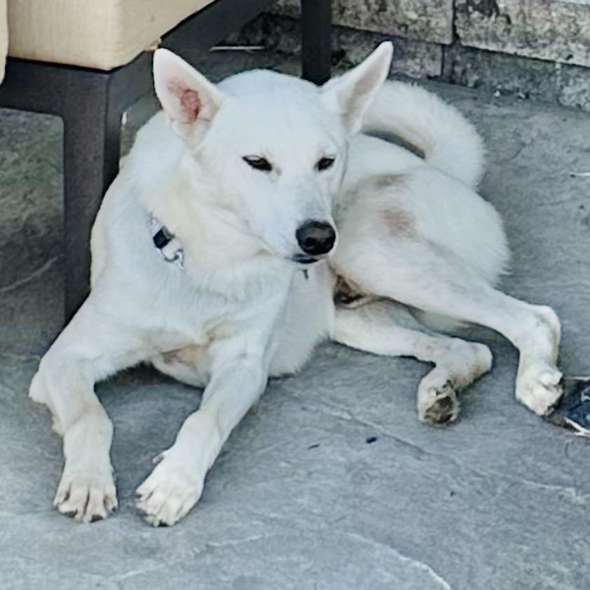 Enlarge Bolt, an adoption pending German Shepherd Dog in Pittstown, NJ image 5/6