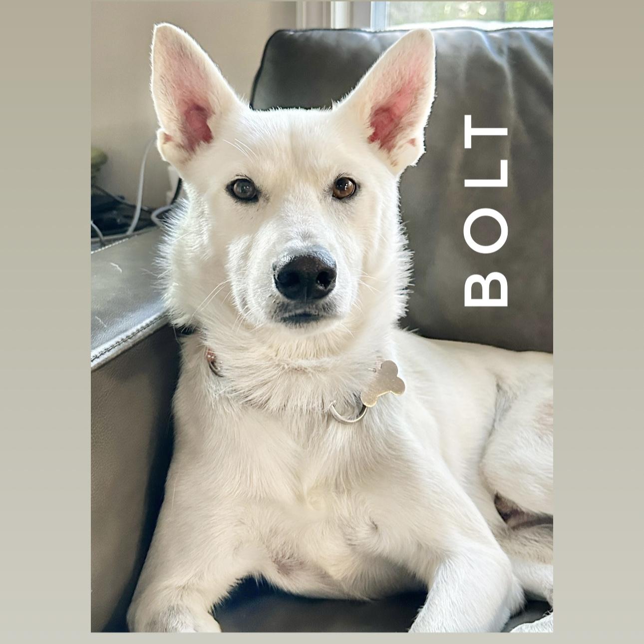 Enlarge Bolt, an adoption pending German Shepherd Dog in Pittstown, NJ image 1/6