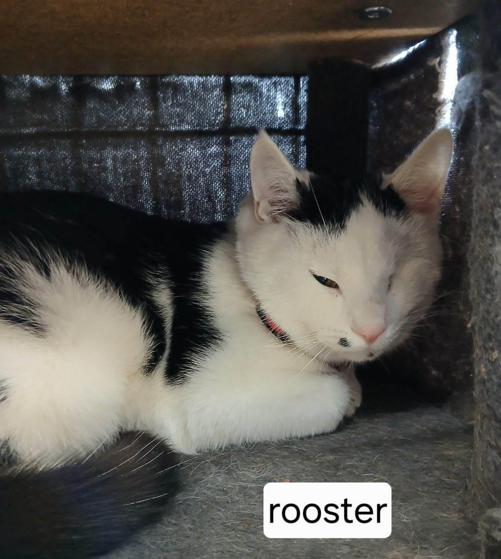 Enlarge Rooster, a ADOPTABLE Domestic Short Hair in Urbana, OH image 1/1