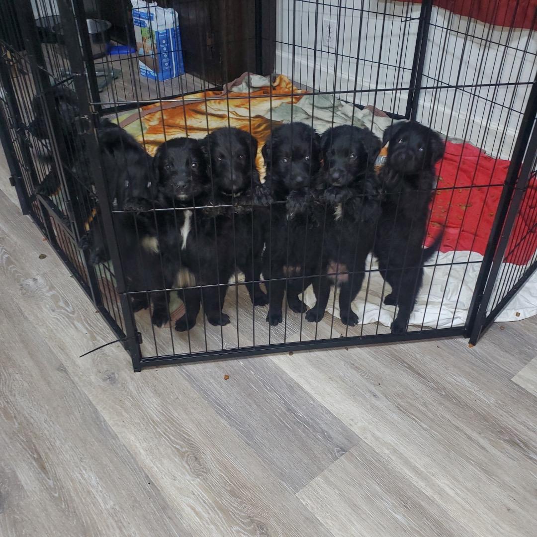 Litter Of Labradoodlegerman Shepard