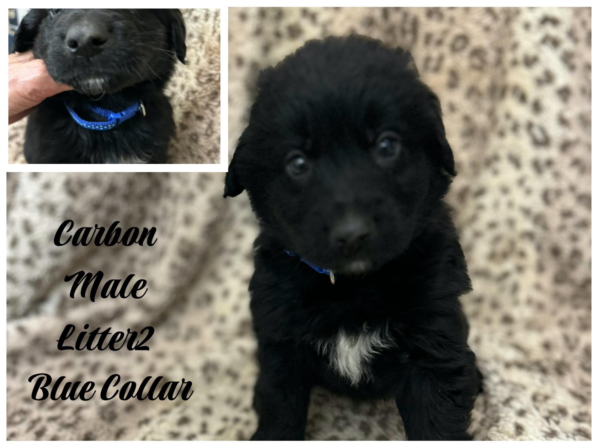 Litter Of Labradoodlegerman Shepard thumbnail 3