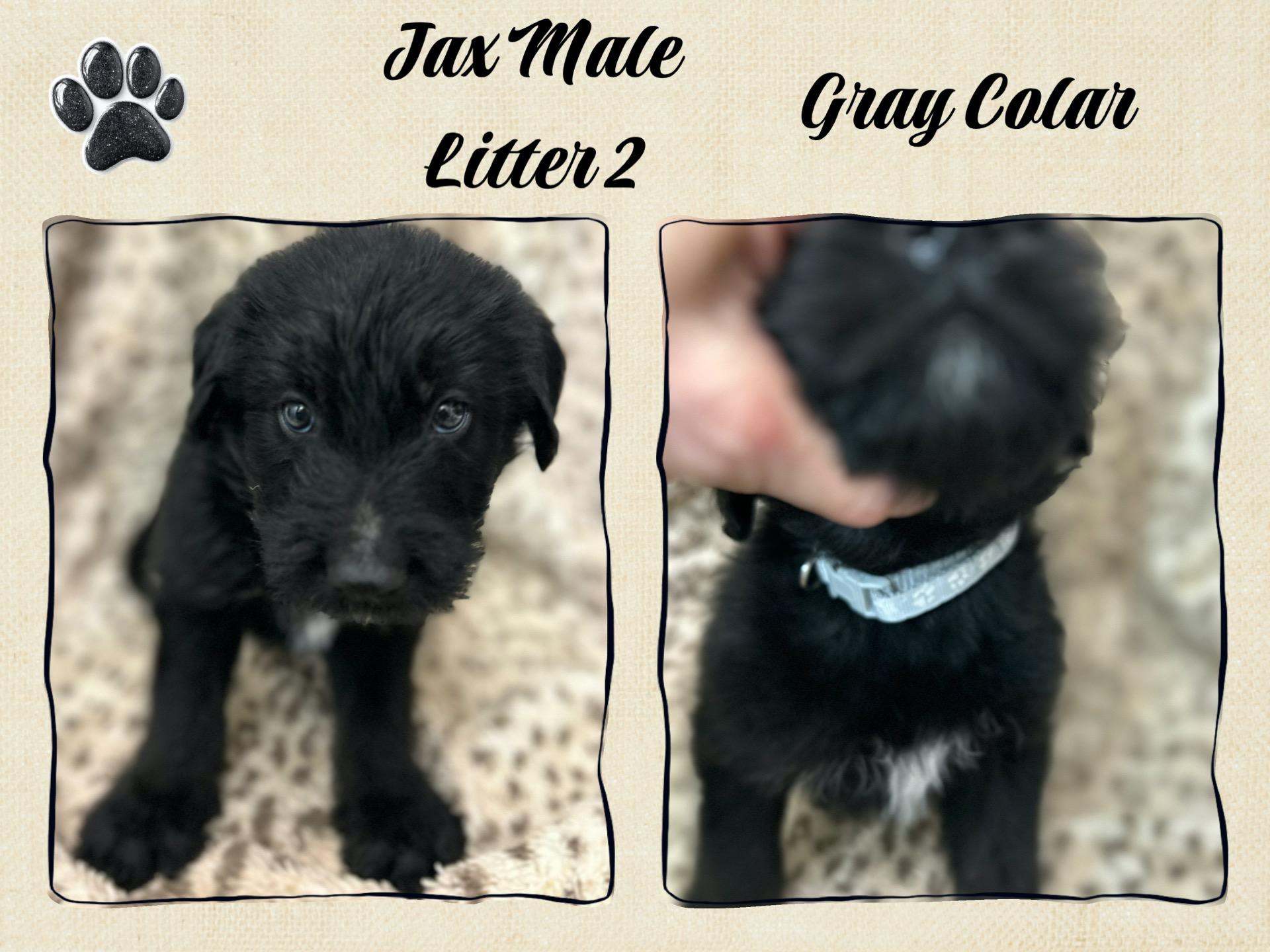 Litter Of Labradoodlegerman Shepard thumbnail 4