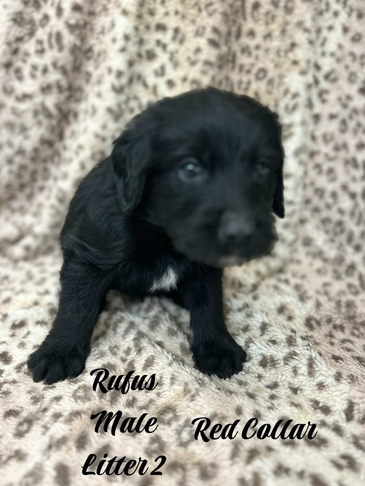 Litter Of Labradoodlegerman Shepard thumbnail 5