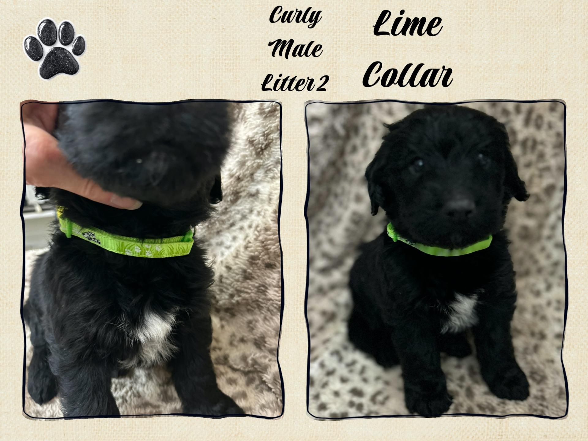 Litter Of Labradoodlegerman Shepard thumbnail 6