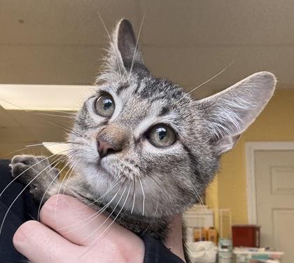 Enlarge Boomer, a Adoptable mixed breed in East Brookfield, MA image 1/2