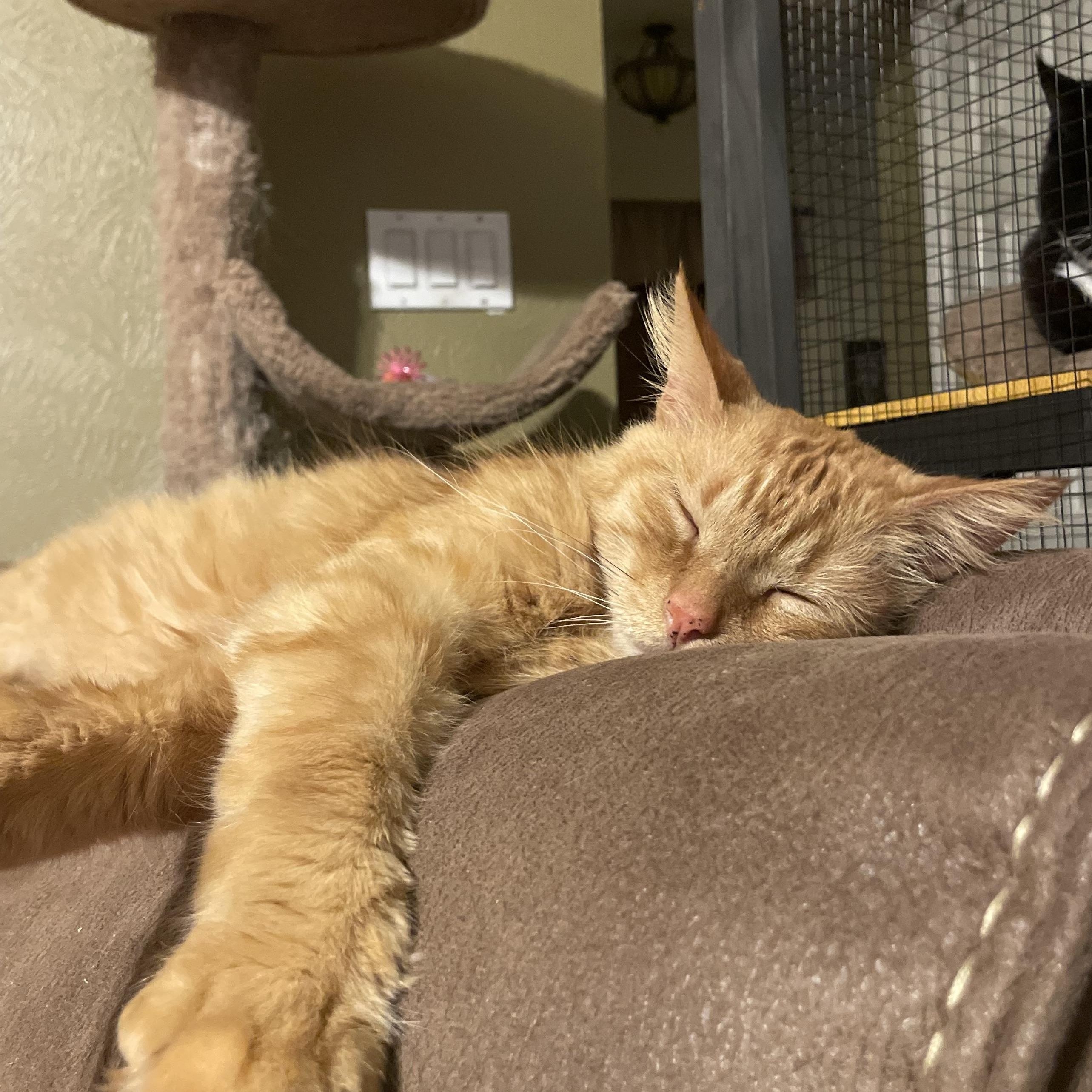 Enlarge Redford, a Adoptable Domestic Long Hair in Perrysburg, OH image 3/6