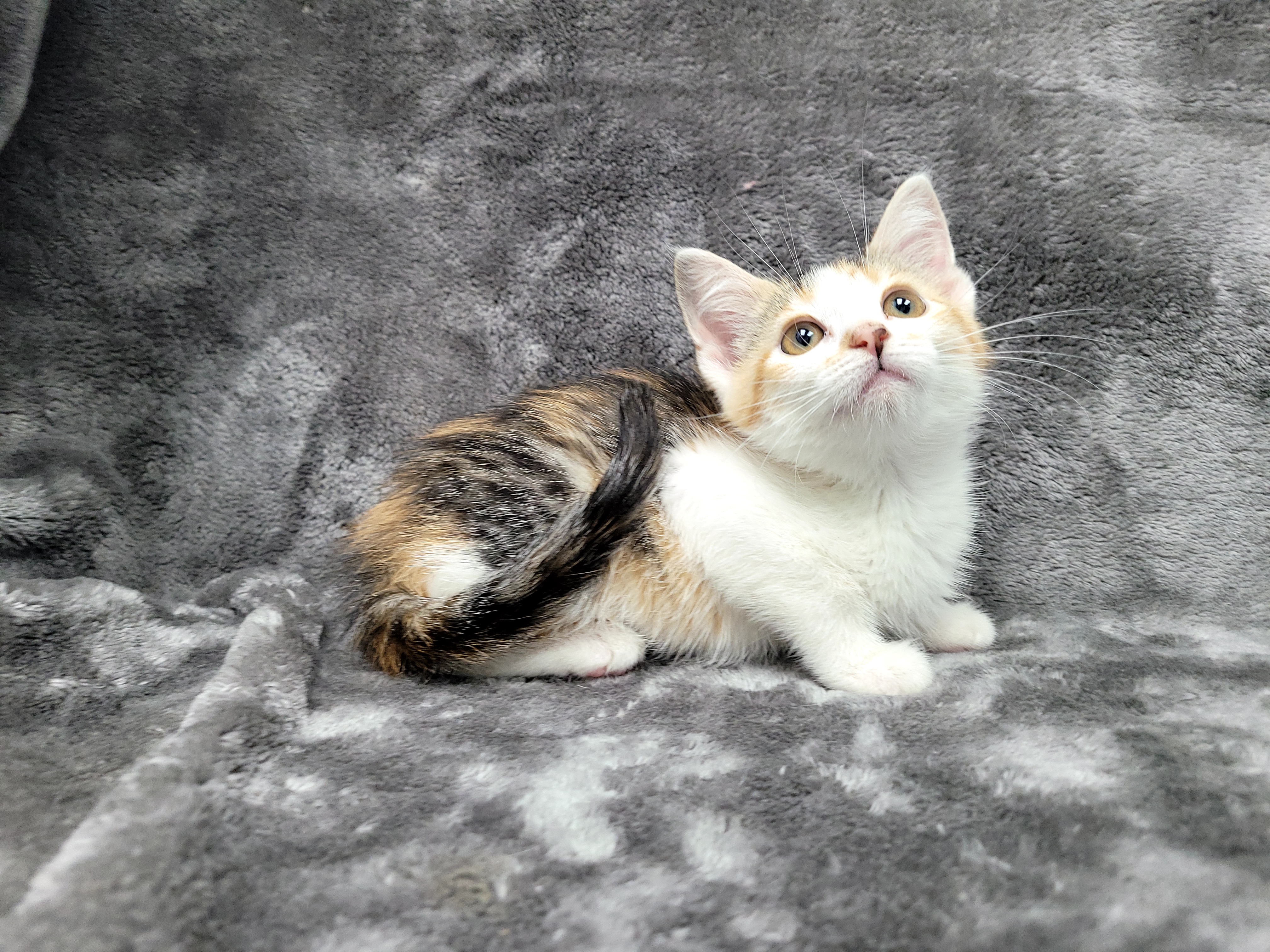 Monroe — thumbnail 2