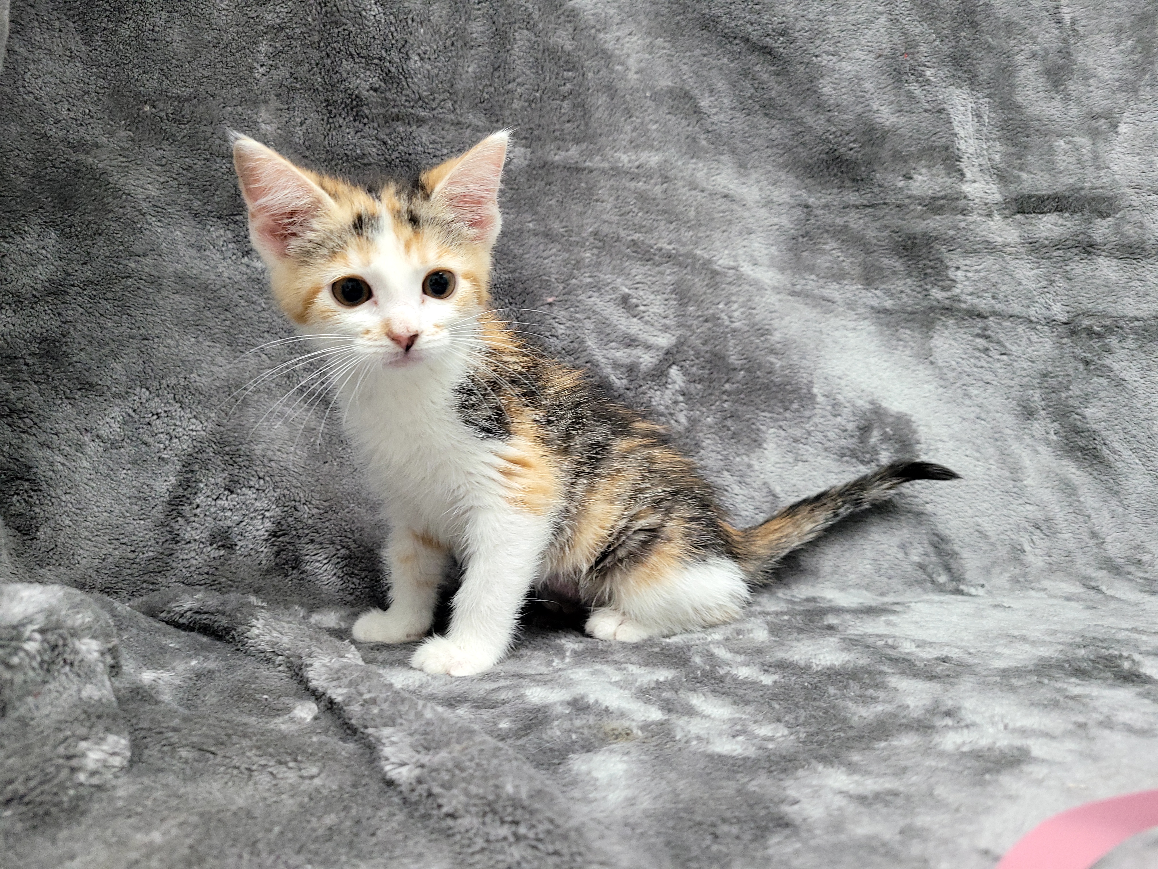 Monroe — thumbnail 3