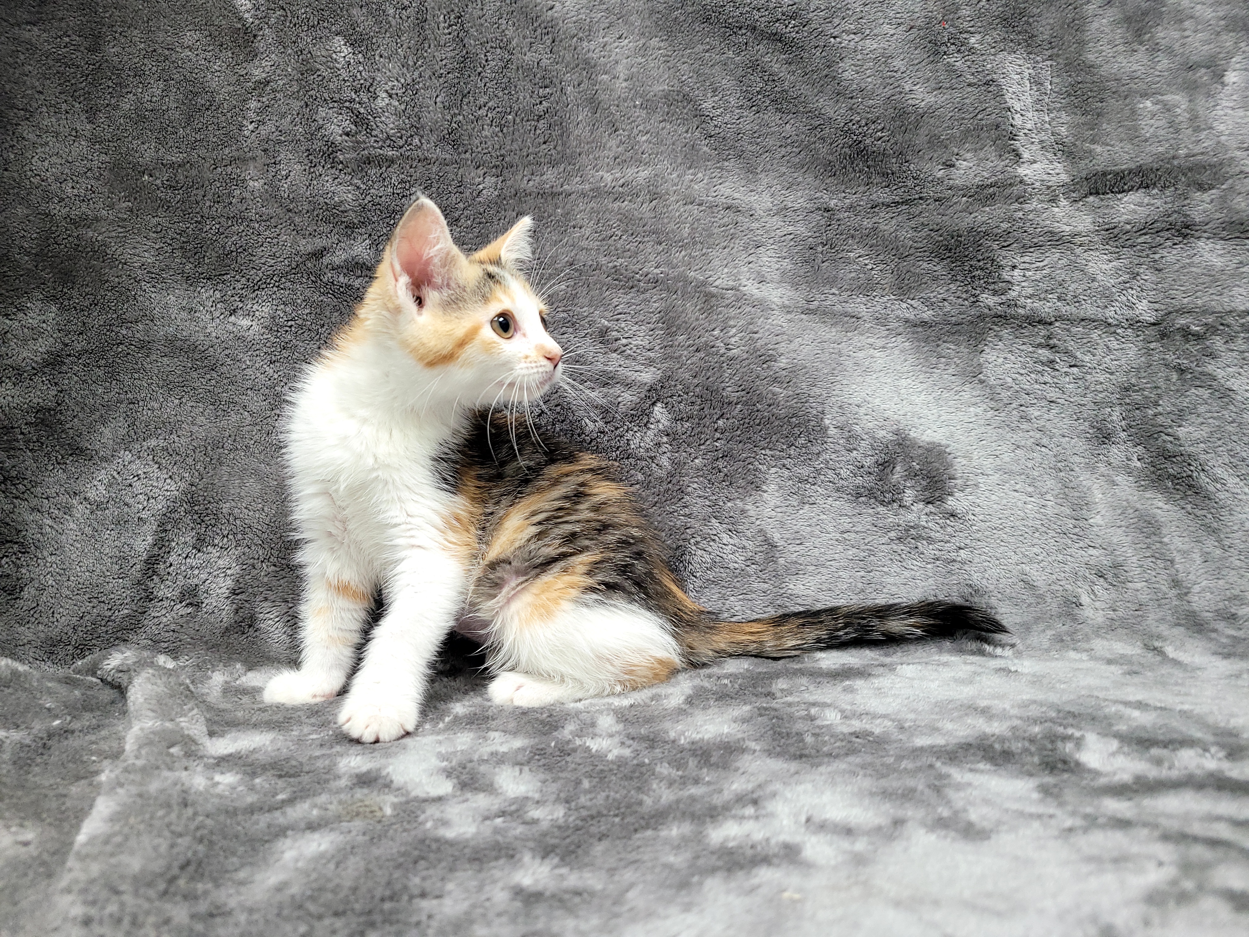 Monroe — thumbnail 4