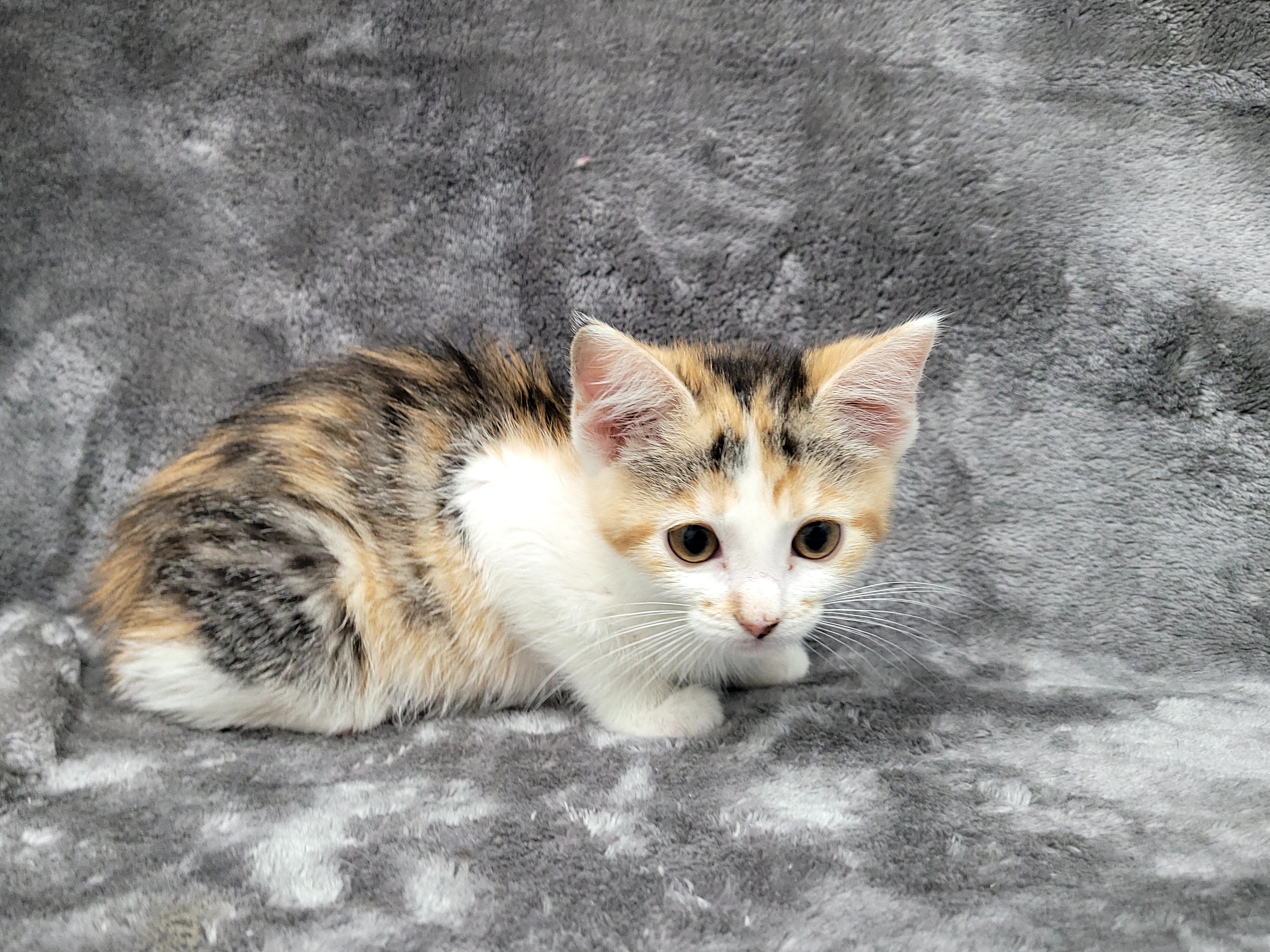 Monroe — thumbnail 5