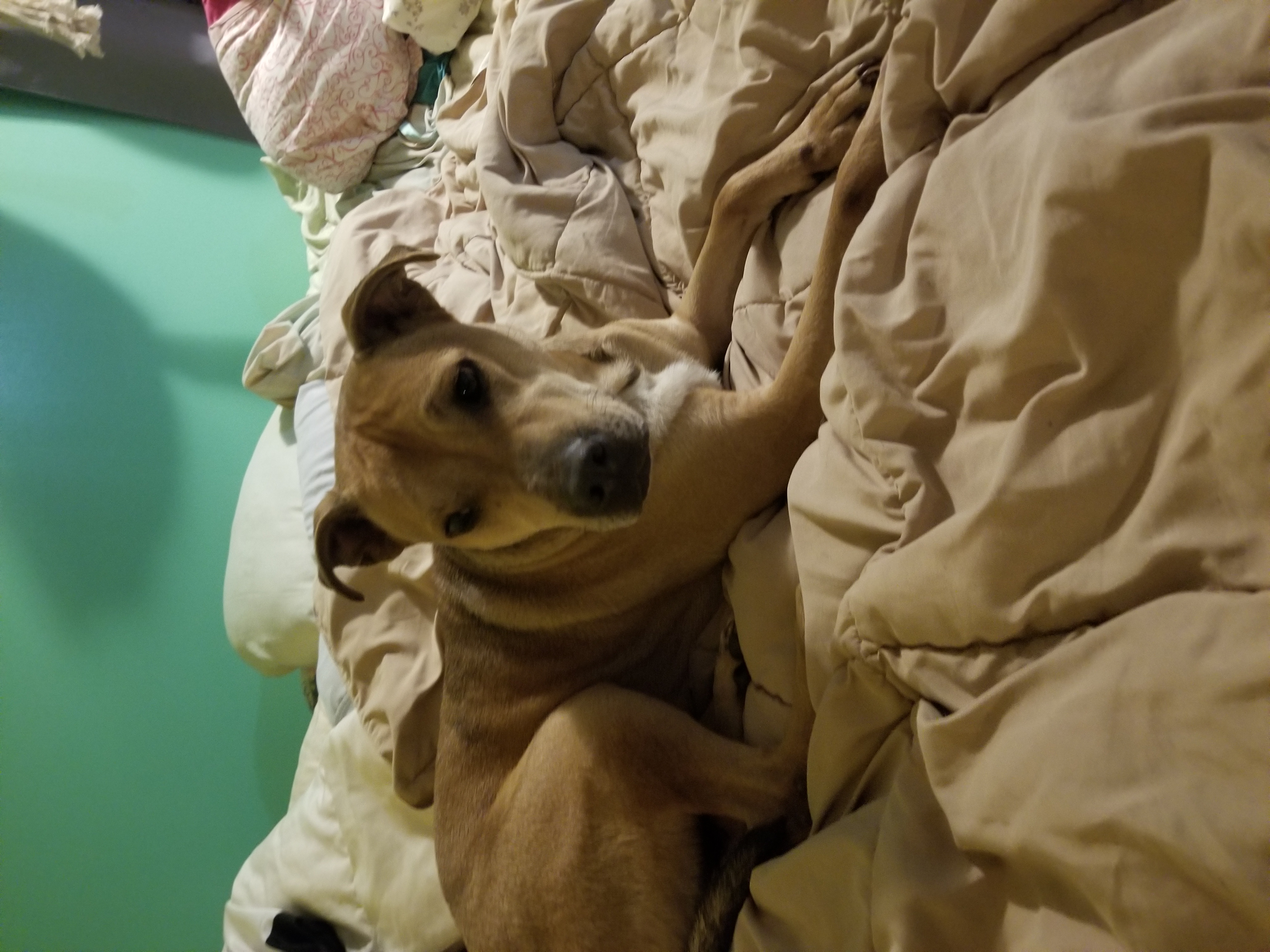 Enlarge Montoya, a Adoptable mixed breed in Indianapolis, IN image 3/6