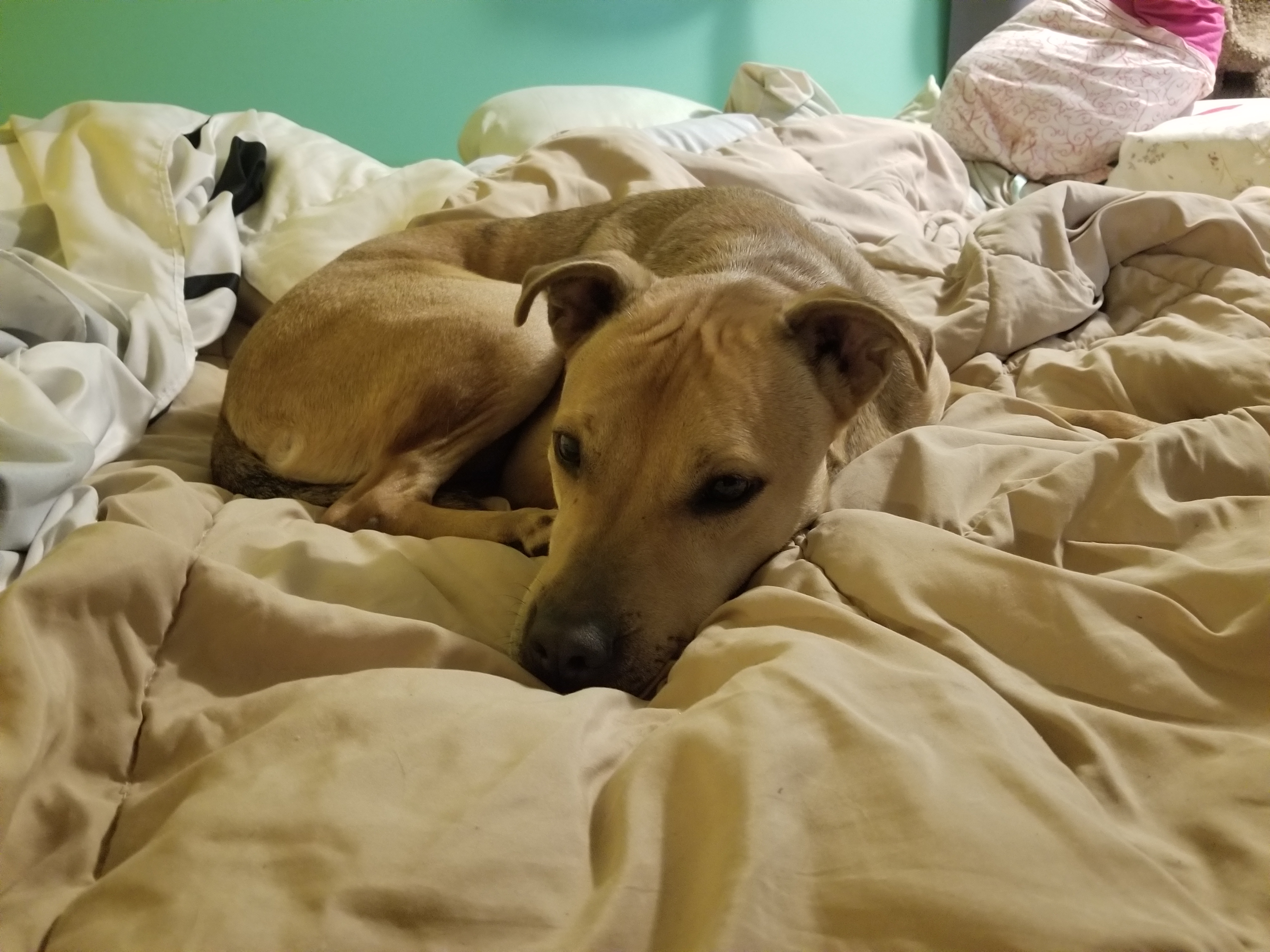 Enlarge Montoya, a Adoptable mixed breed in Indianapolis, IN image 4/6