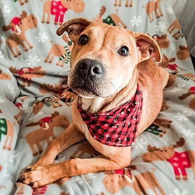 Enlarge Montoya, a Adoptable mixed breed in Indianapolis, IN image 2/6