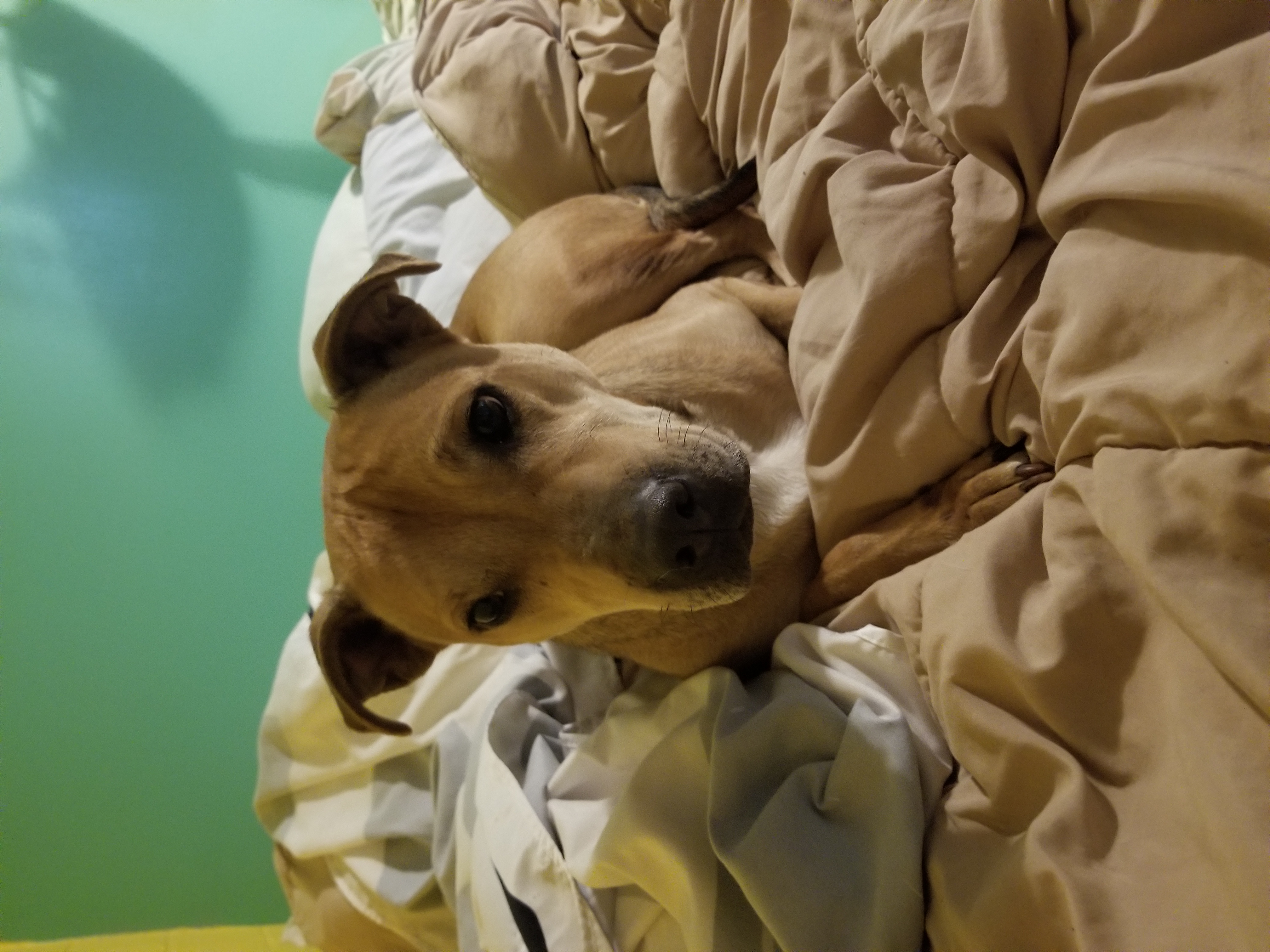 Enlarge Montoya, a Adoptable mixed breed in Indianapolis, IN image 5/6