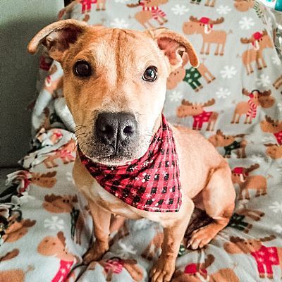 Enlarge Montoya, a Adoptable mixed breed in Indianapolis, IN image 1/6