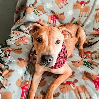 Enlarge Montoya, a Adoptable mixed breed in Indianapolis, IN image 6/6