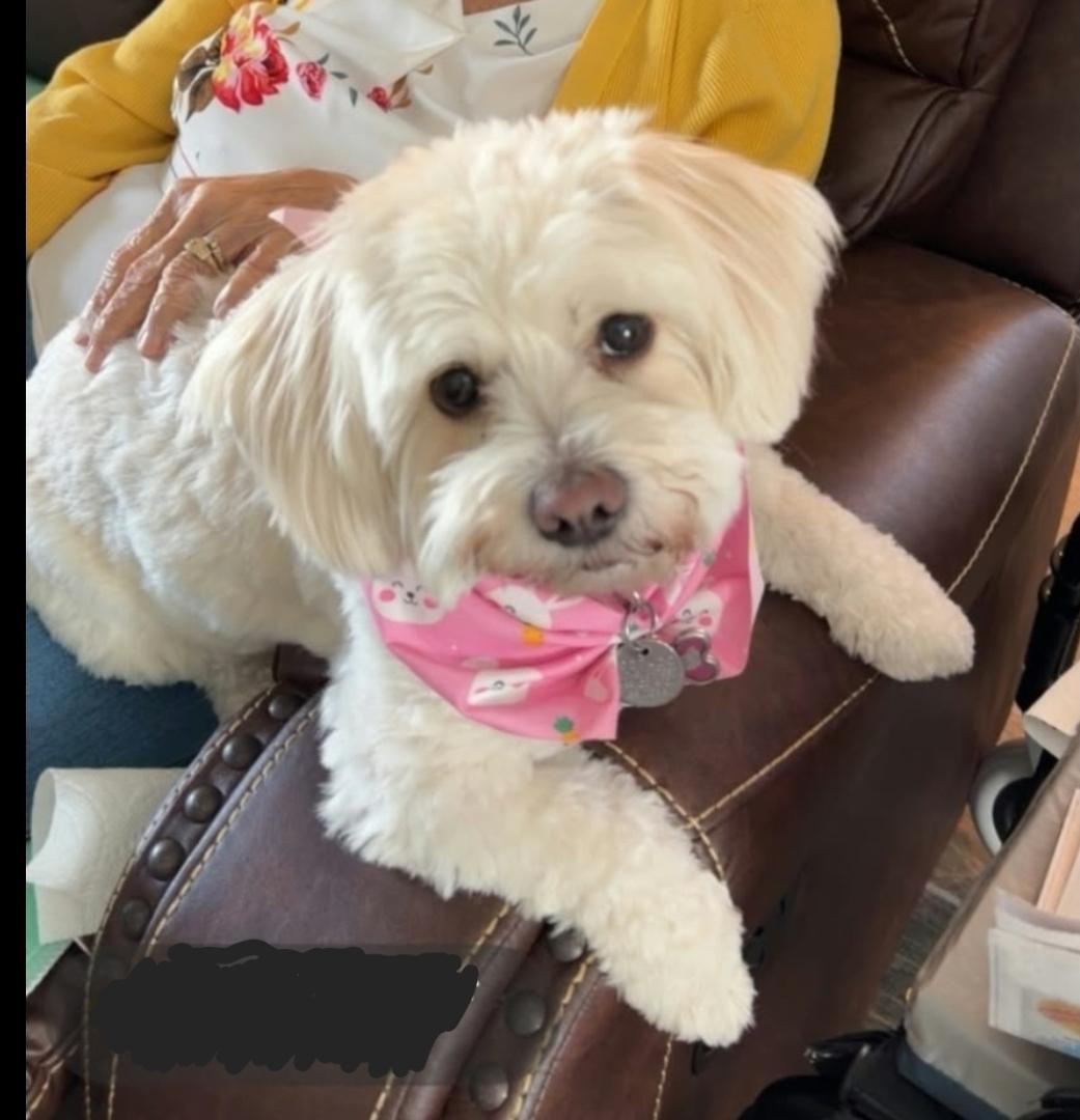 HONEY, adopted, Adult Female Maltese & Miniature Poodle.